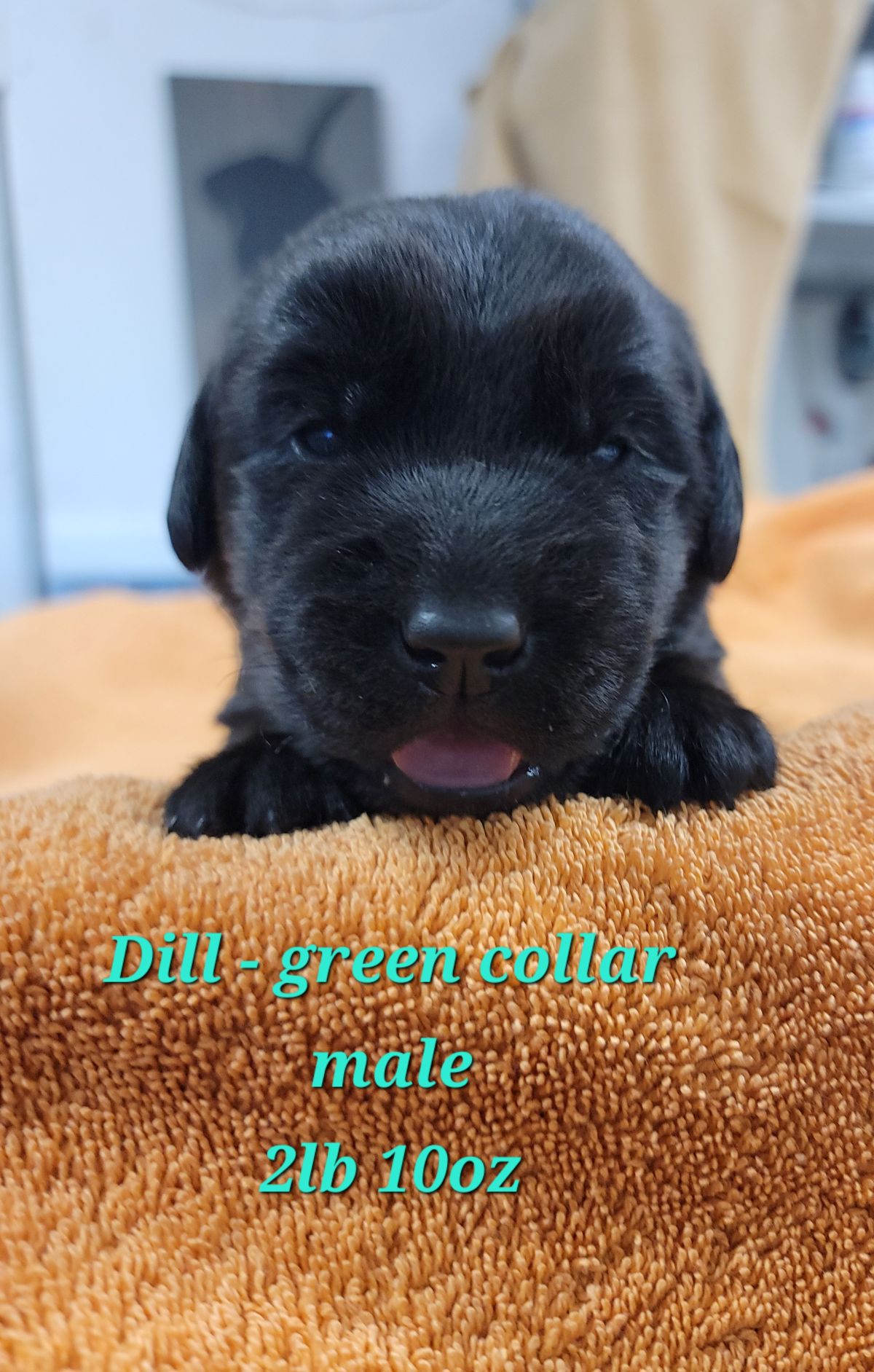 Storm & Maverick #67 green 2wks.jpg