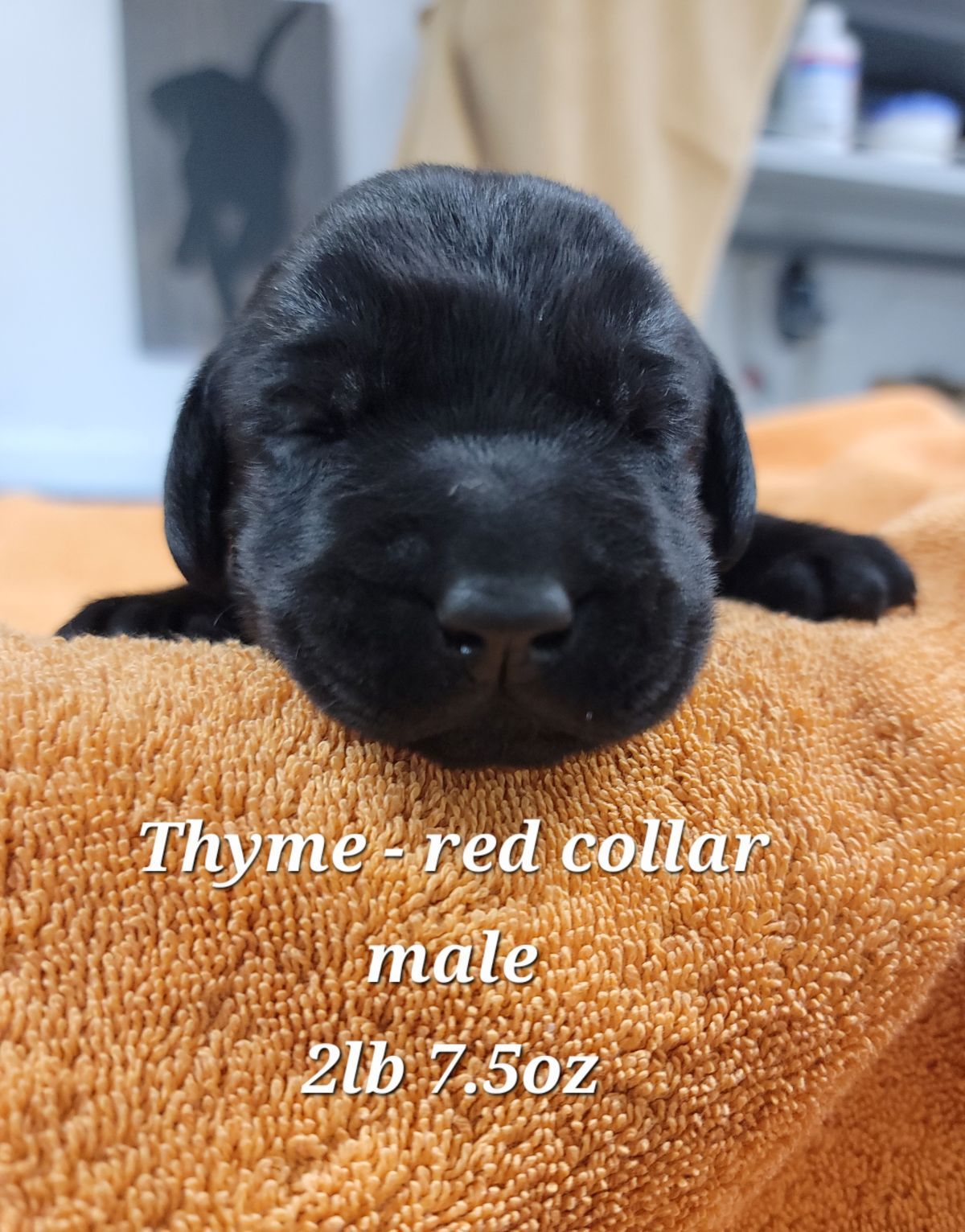 Storm & Maverick #67  red 2wks.jpg
