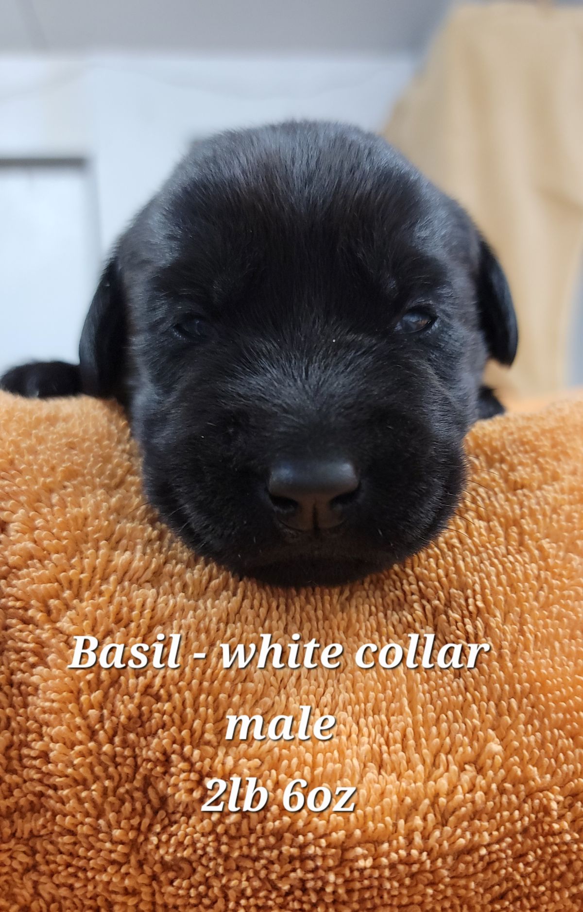 Storm & Maverick #67 white 2wks.jpg