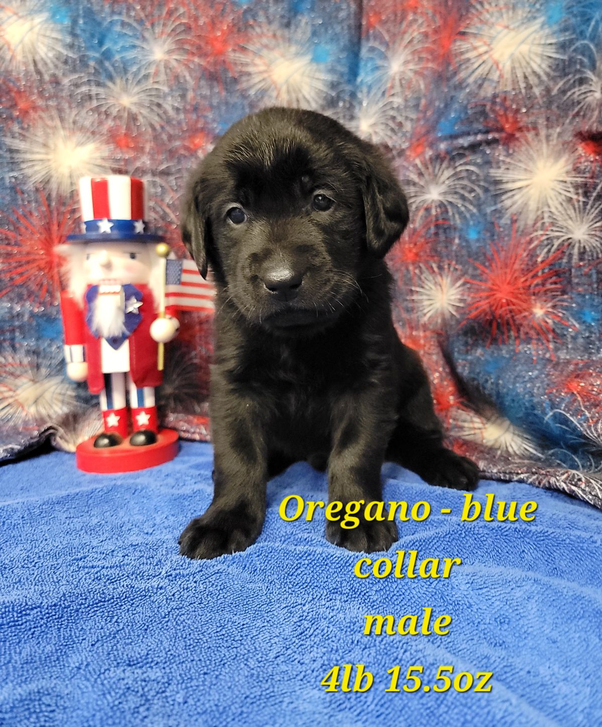 Storm & Maverick #67  blue 4wks.jpg