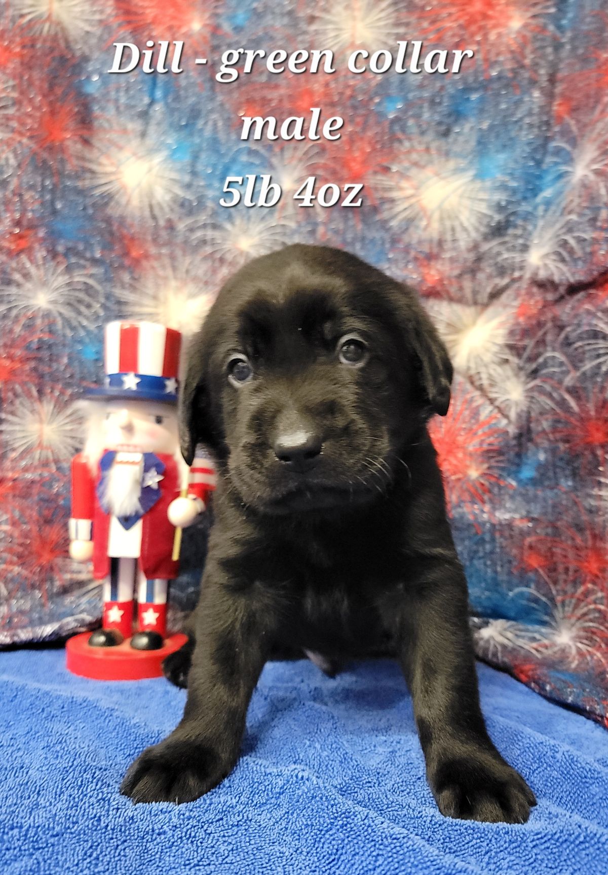 Storm & Maverick #67  green 4wks.jpg