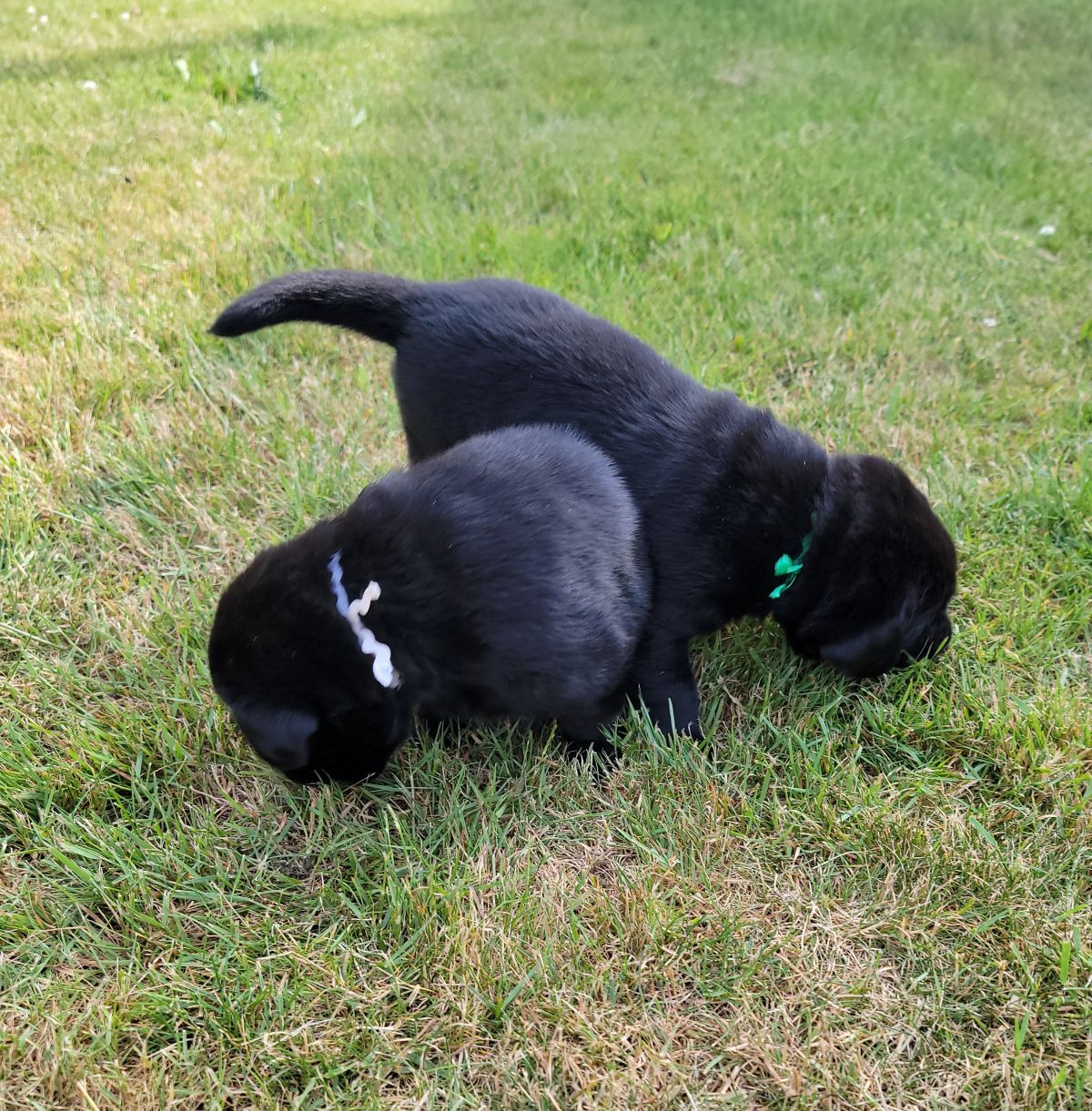 Storm & Maverick #67  outside 1  4wks.jpg