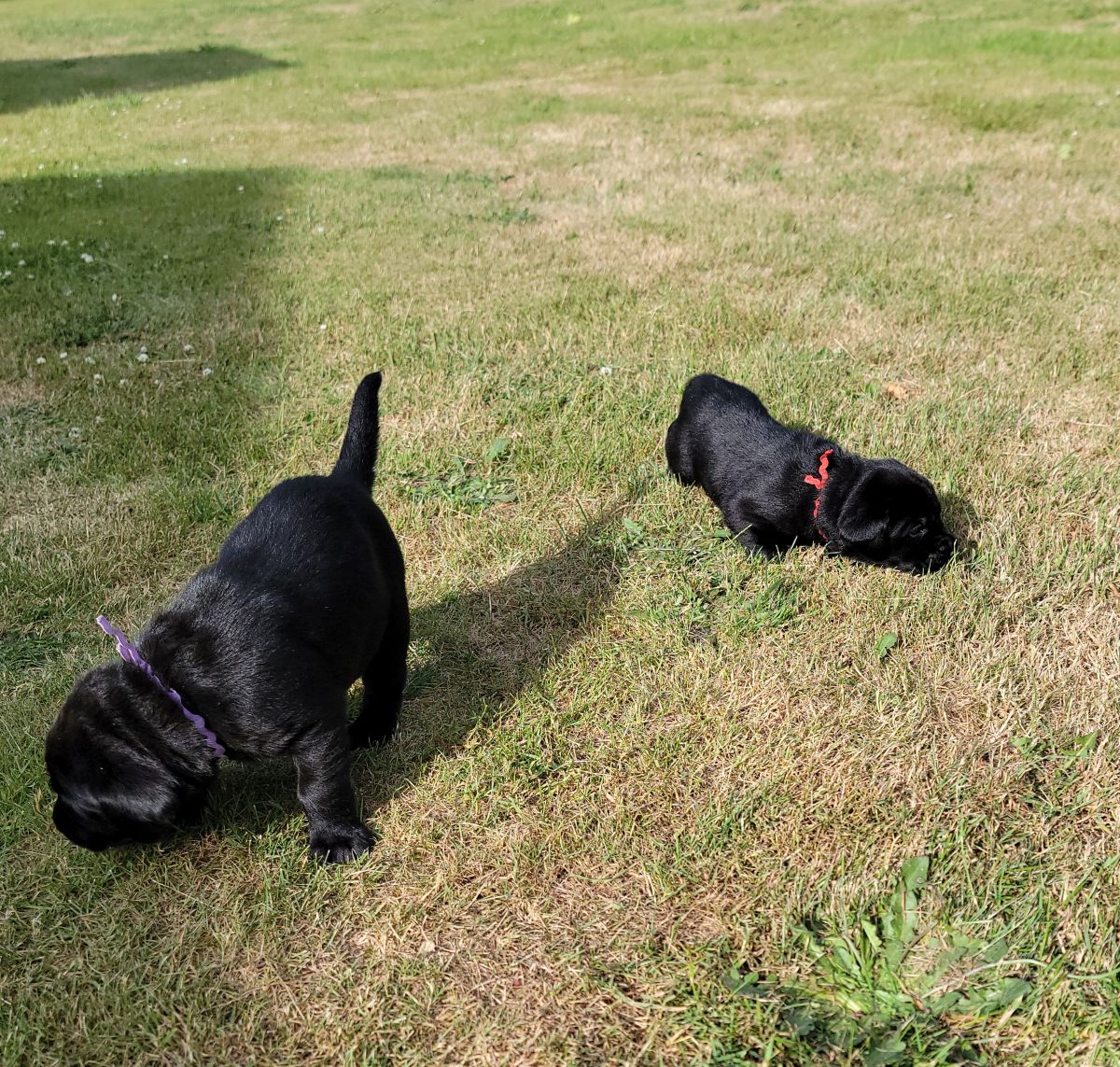 Storm & Maverick #67  outside 2  4wks.jpg