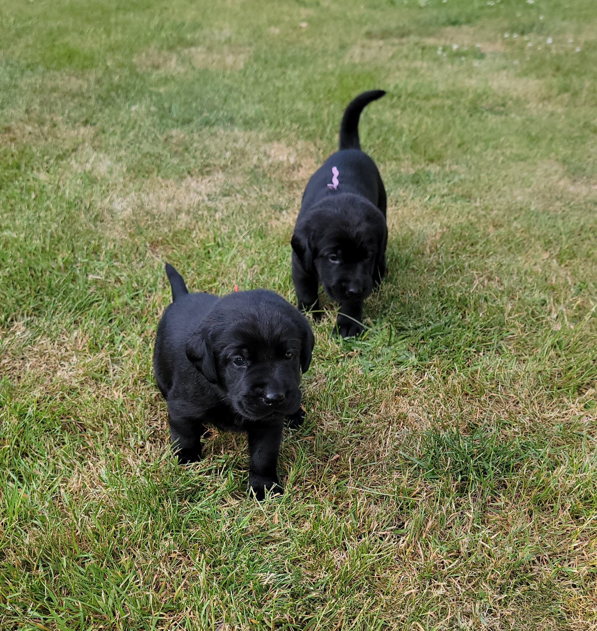 Storm & Maverick #67  outside 3  4wks.jpg