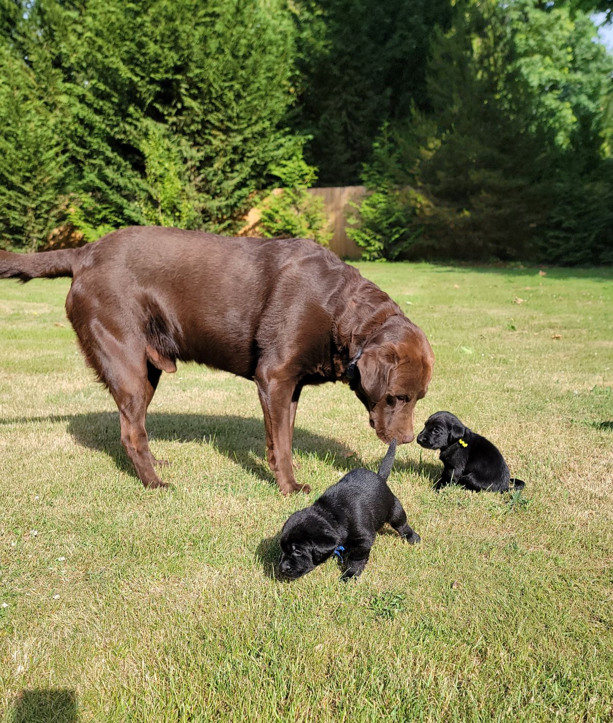 Storm & Maverick #67  outside 4wks.jpg