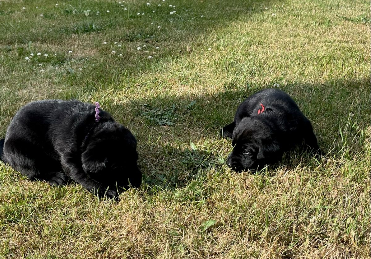 Storm & Maverick #67  outside 5  4wks.jpg