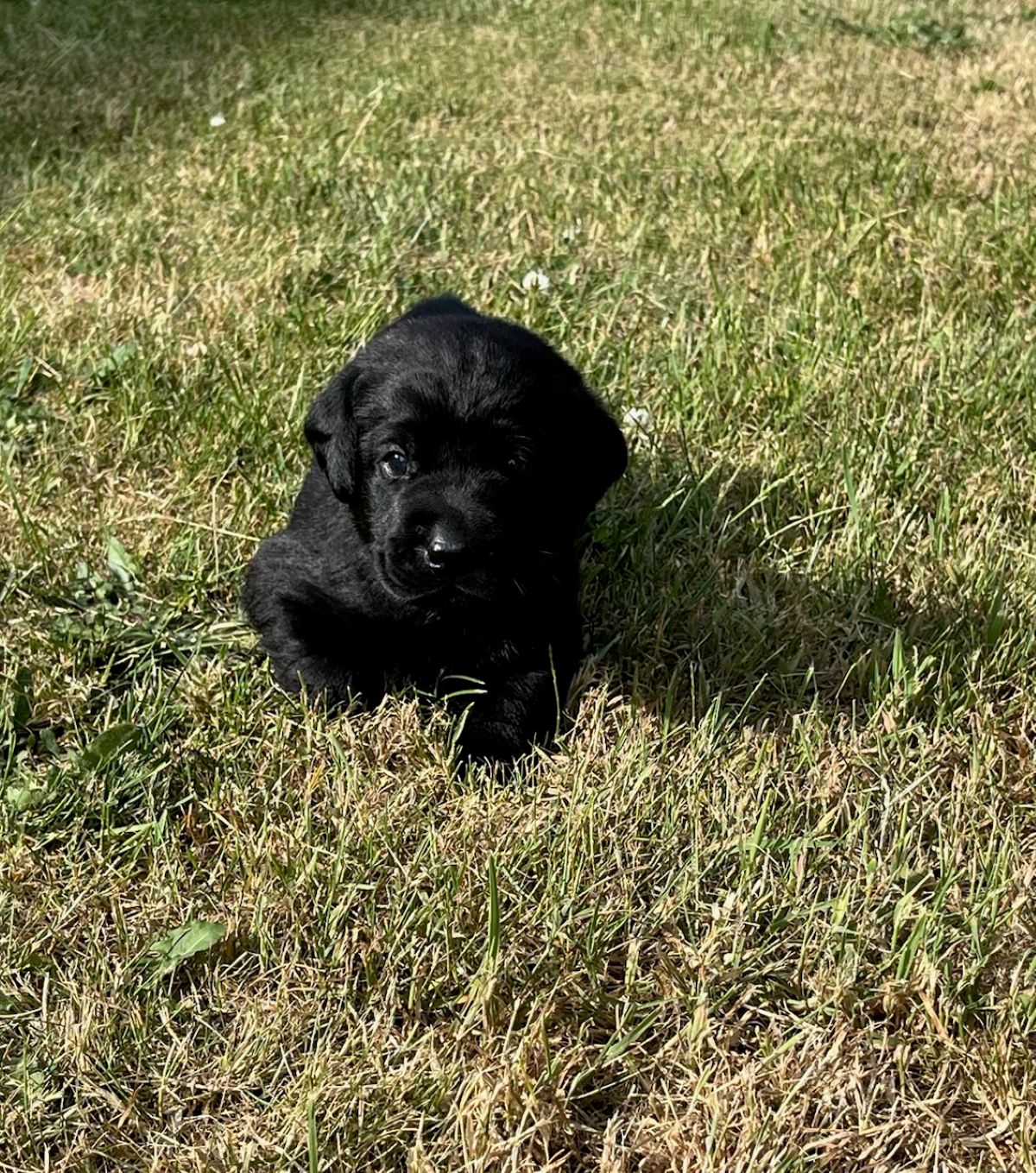 Storm & Maverick #67 outside 6  4wks.jpg