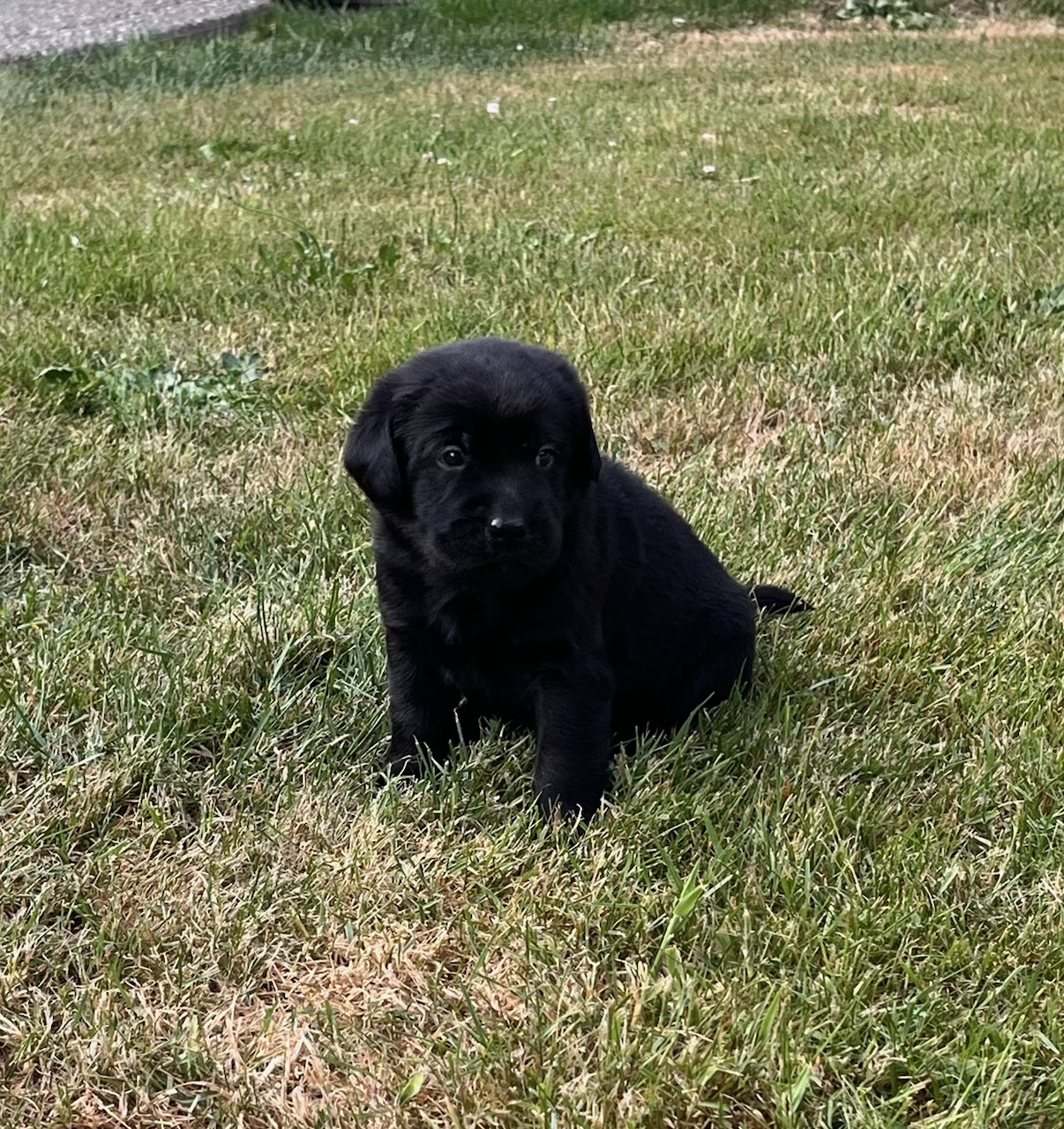 Storm & Maverick #67  outside 7  4wks.jpg