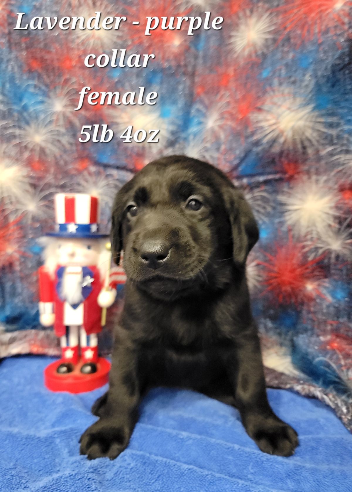 Storm & Maverick #67  purple 4wks.jpg