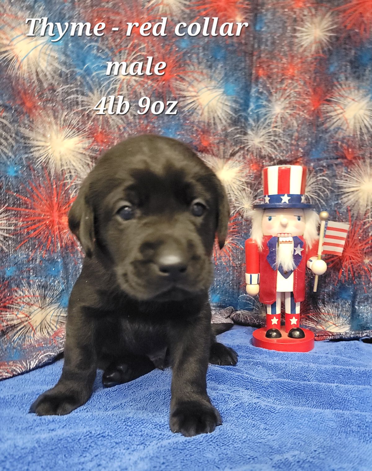 Storm & Maverick #67  red 4wks.jpg