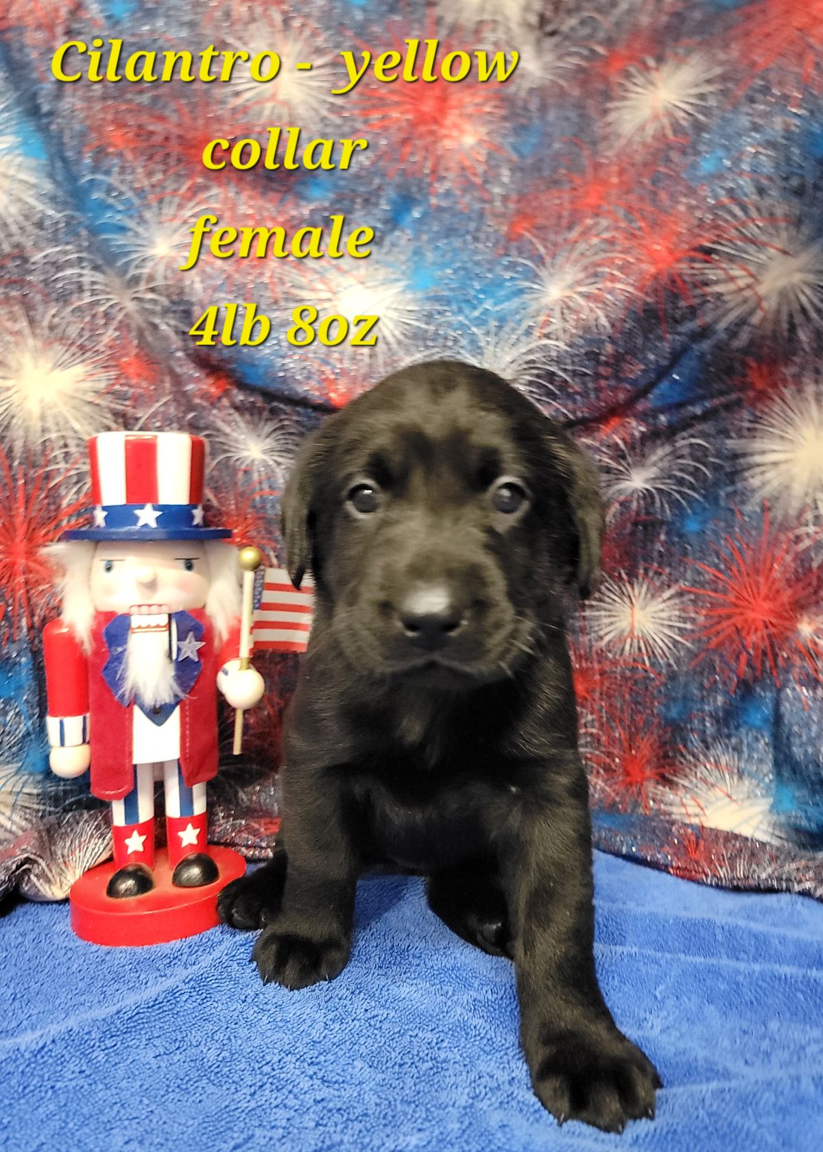 Storm & Maverick #67  yellow 4 wks.jpg