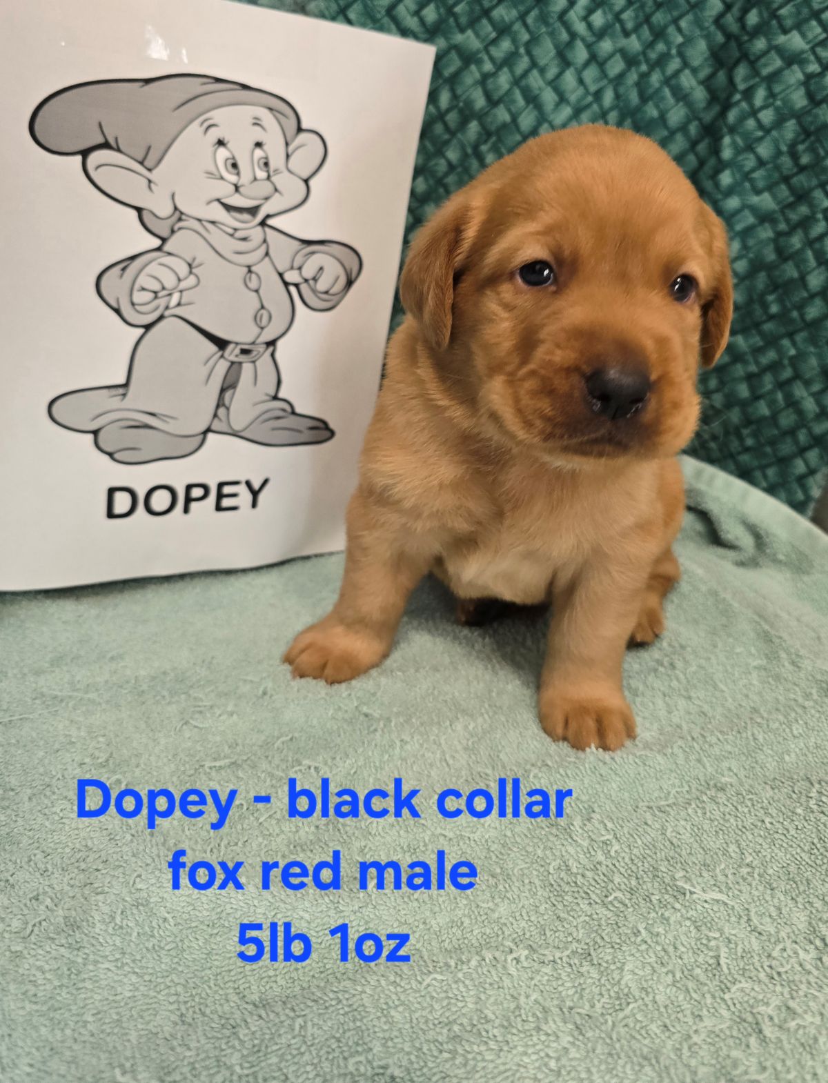Jaz & Charlie #68  black  4wks.jpg