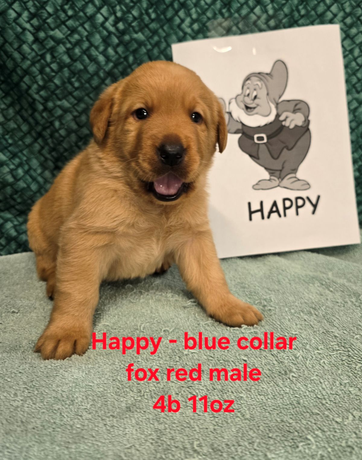 Jaz & Charlie #68 blue 4wks.jpg