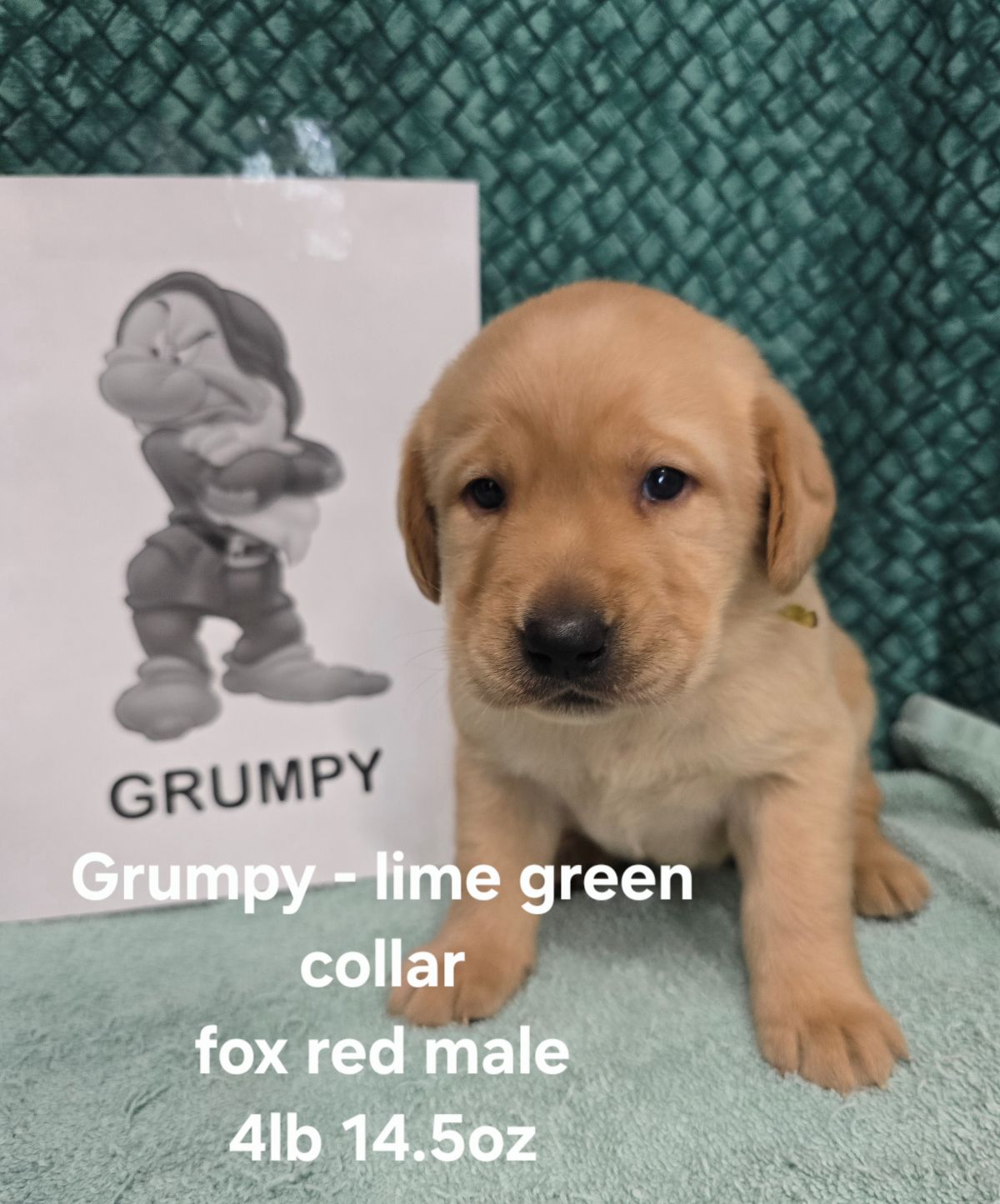 Jaz & Charlie #68  lime green 4wks.jpg