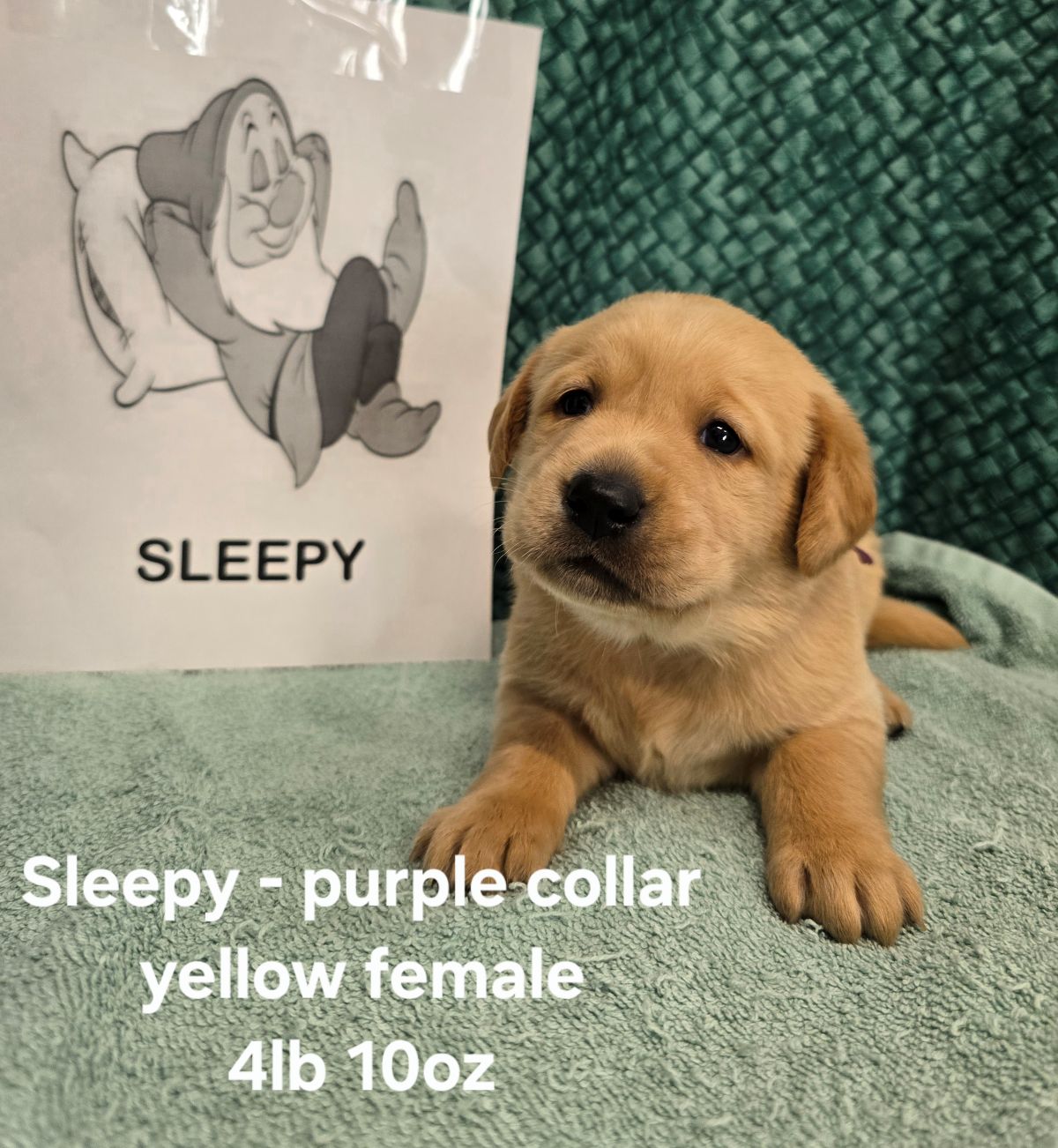 Jaz & Charlie #68  purple 4wks.jpg