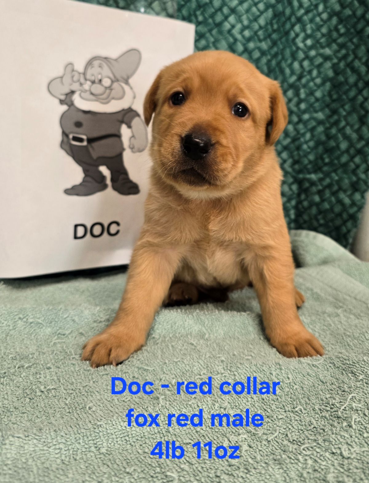 Jaz & Charlie #68 red 4 wks.jpg