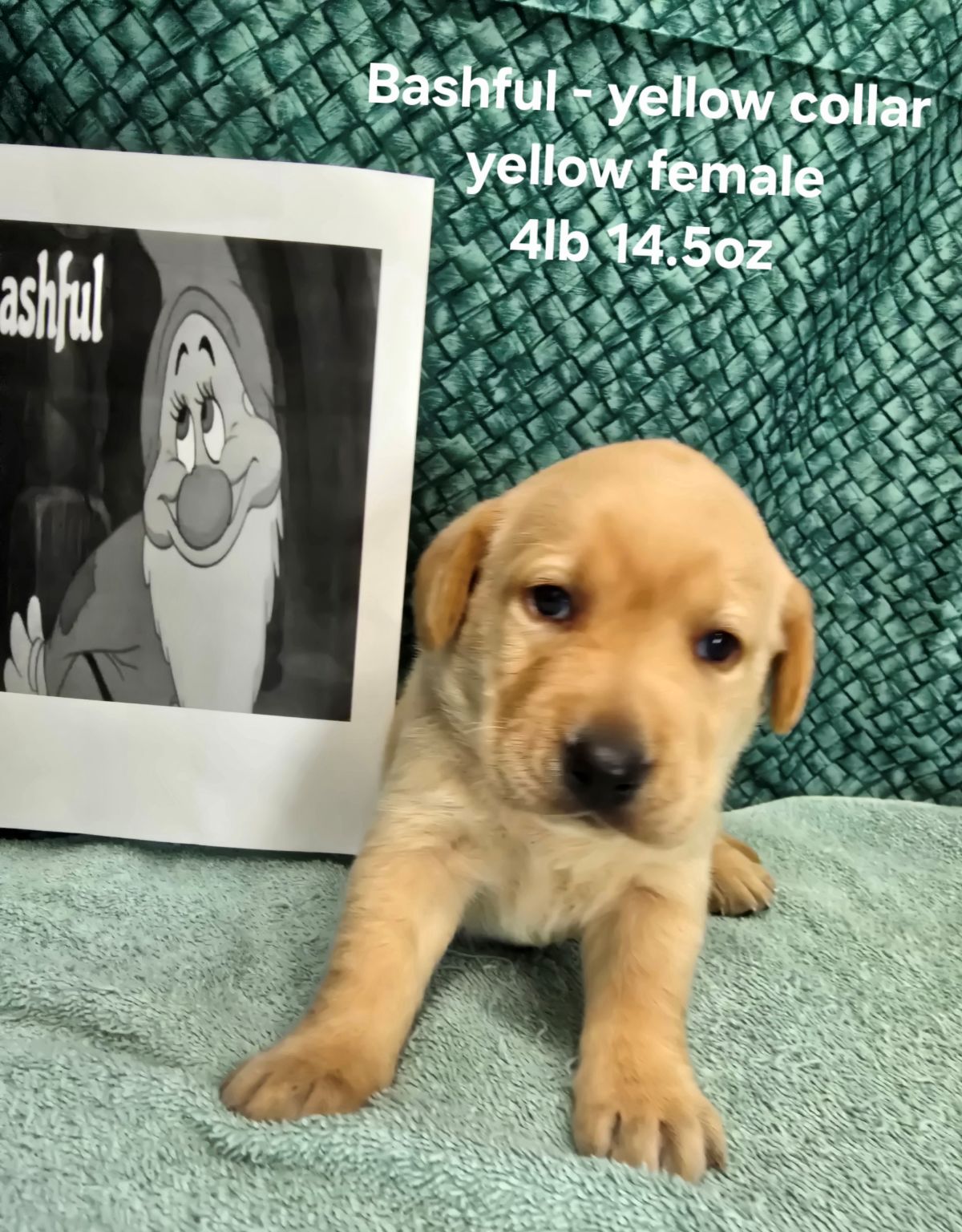 Jaz & Charlie #68  yellow 4wks.jpg