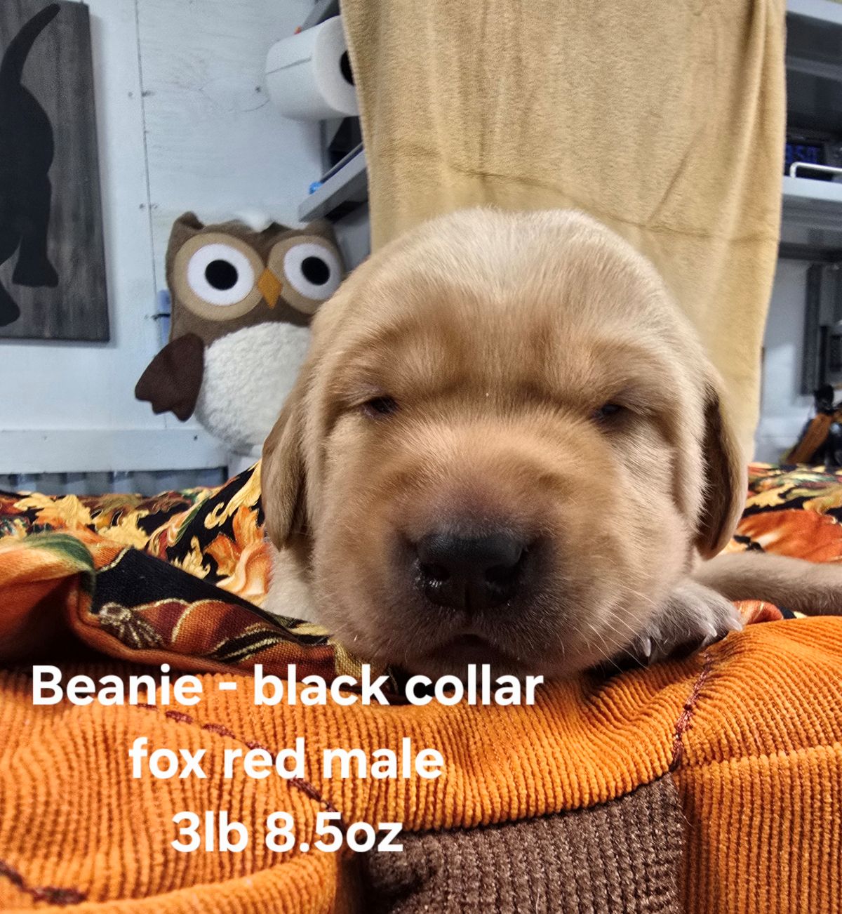 Reign & Maverick #69  black 2wks.jpg