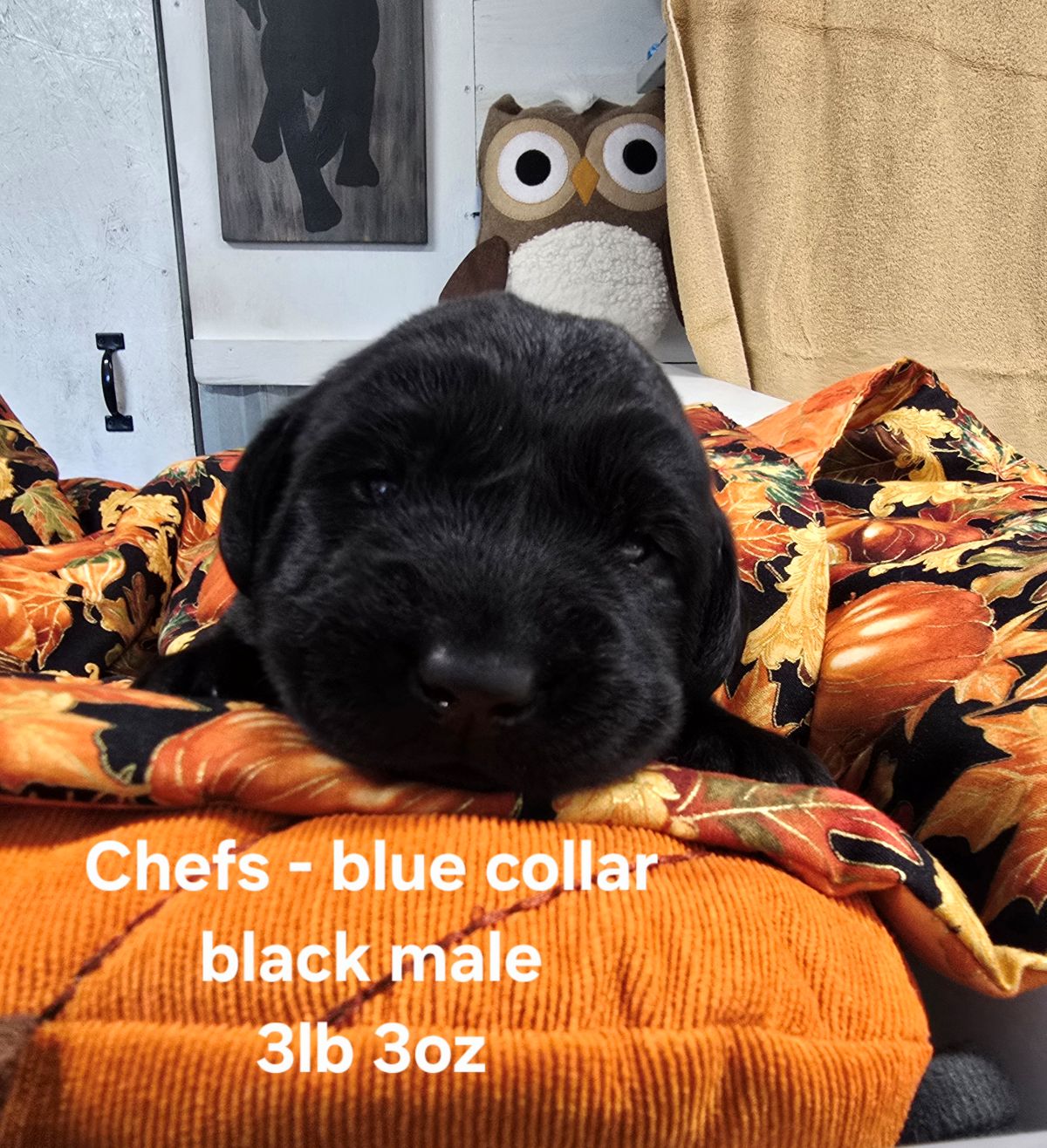 Reign & Maverick #69  blue  2wks.jpg