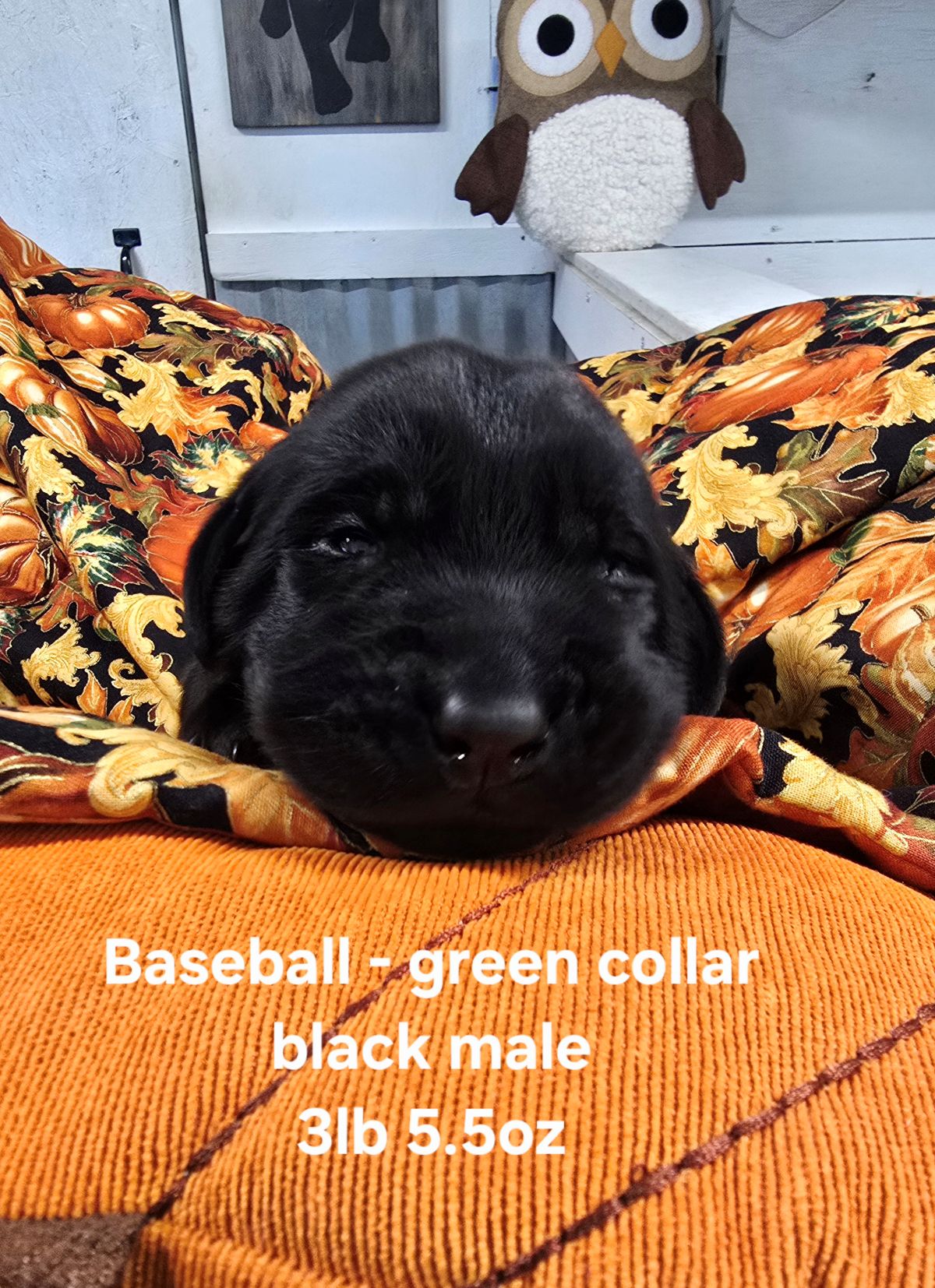 Reign & Maverick #69  green 2wks.jpg