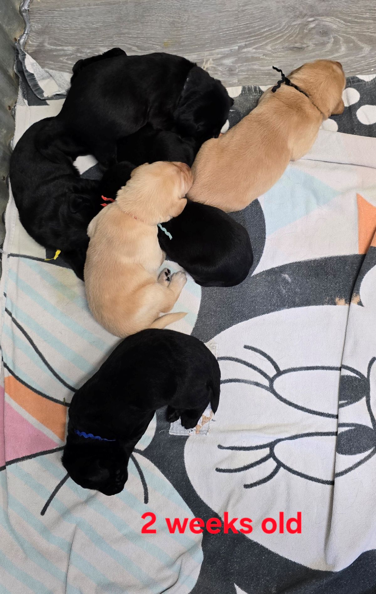 Reign & Maverick #69 group 2wks.jpg