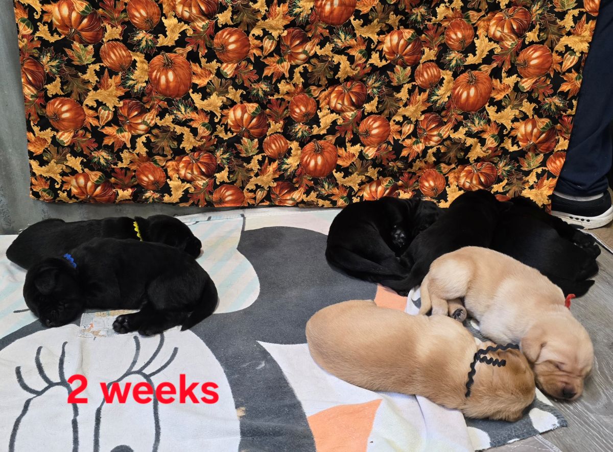 Reign & Maverick #69 grp 2wks.jpg