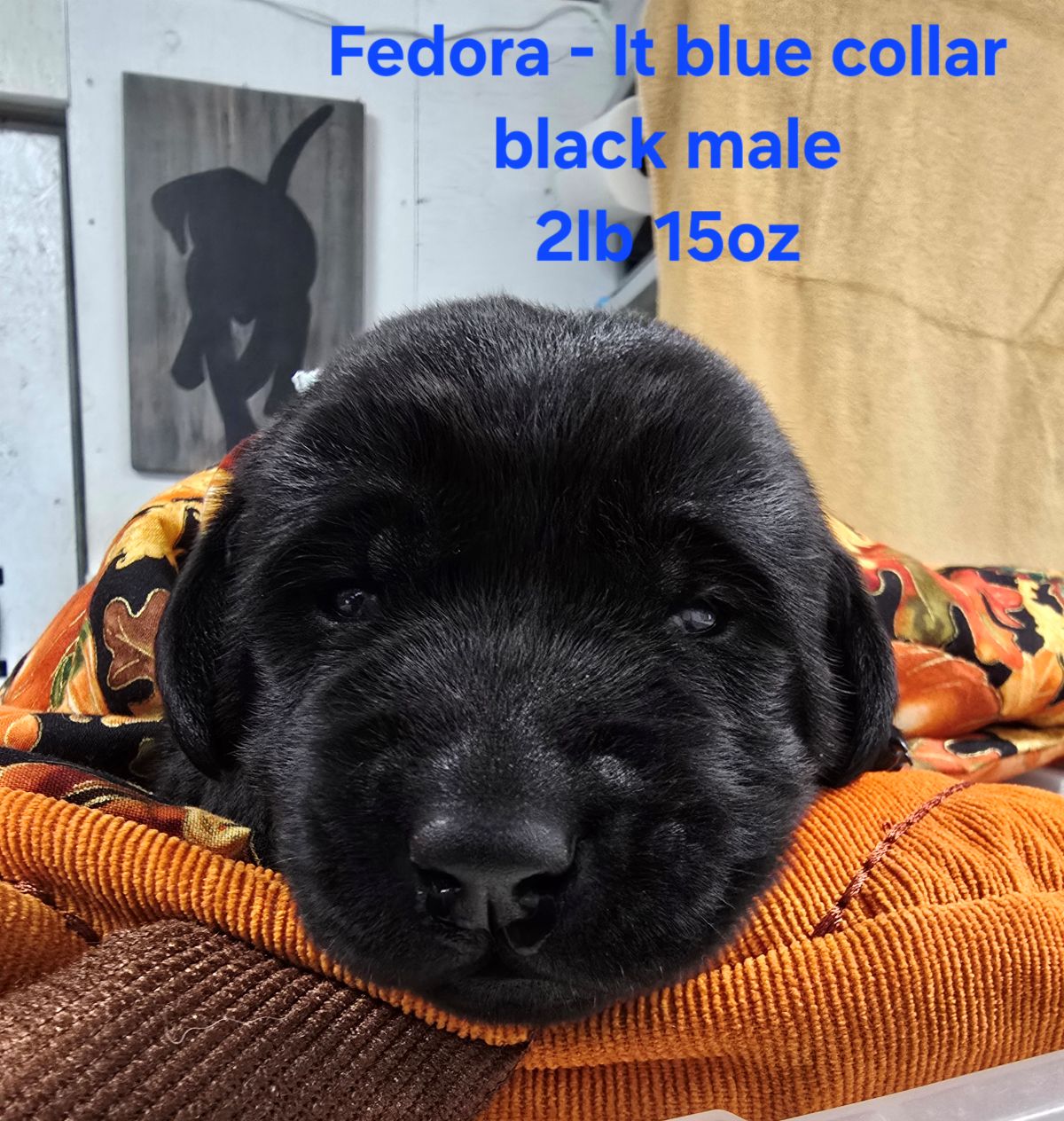 Reign & Maverick #69  lt blue 2wks.jpg