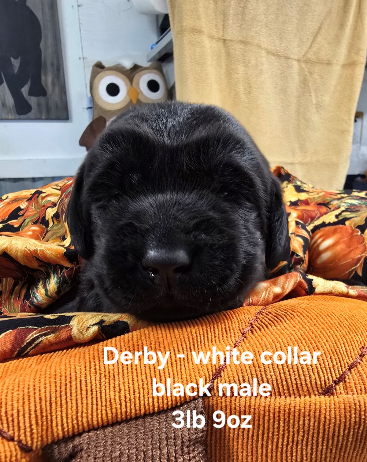 Reign & Maverick #69 white 2wks.jpg