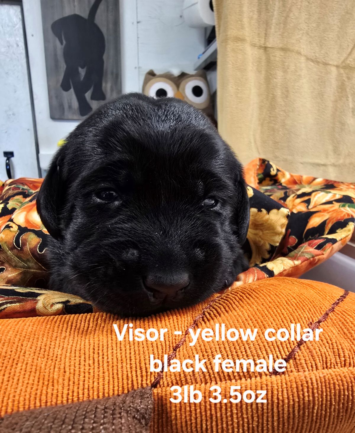 Reign & Maverick #69  yellow 2wks.jpg