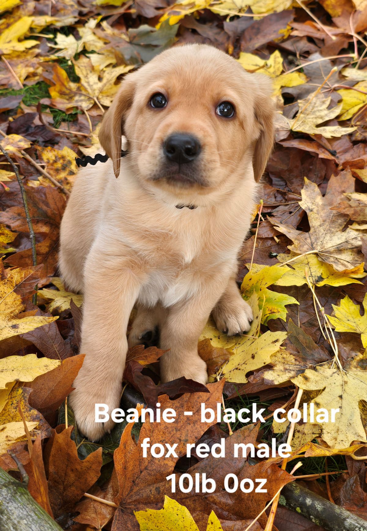 Reign & Maverick #69  black  6wks.jpg