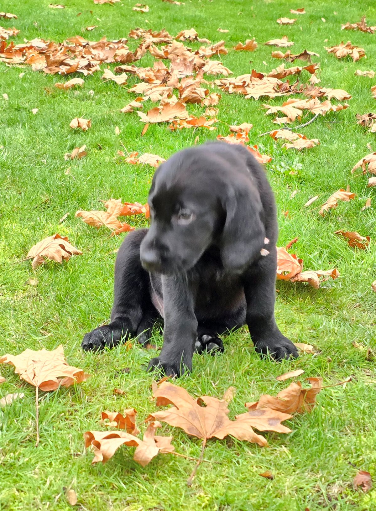 Reign & Maverick #69 Derby-white collar  8wks 1.jpg