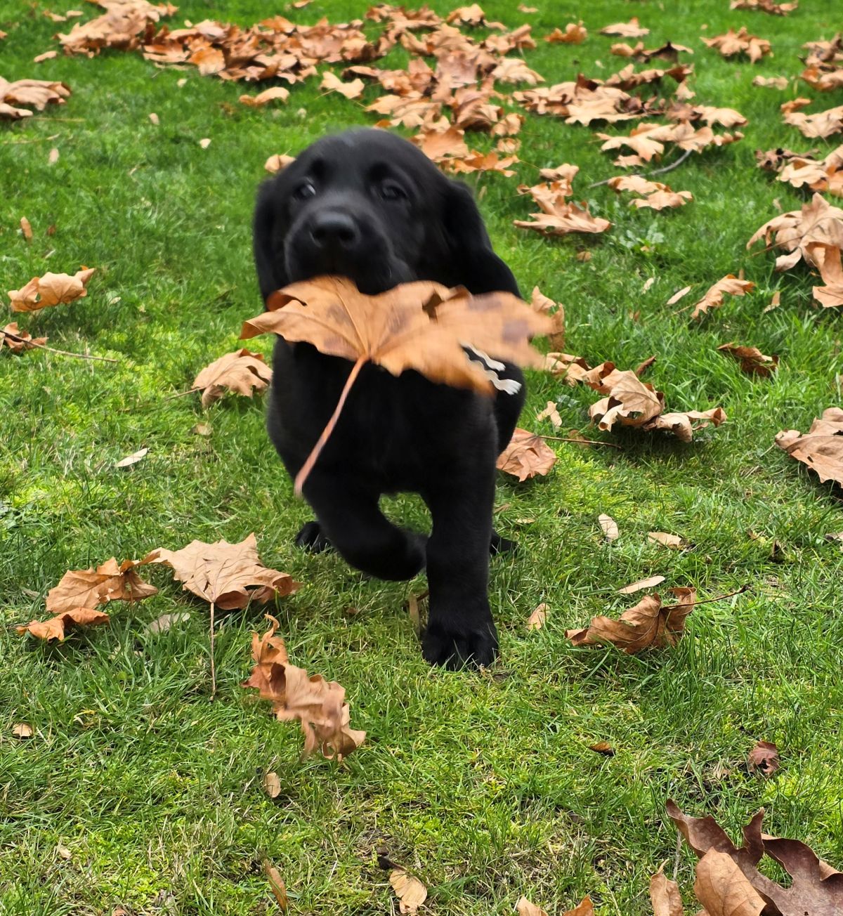 Reign & Maverick #69 Derby - white collar 8wks 3.jpg