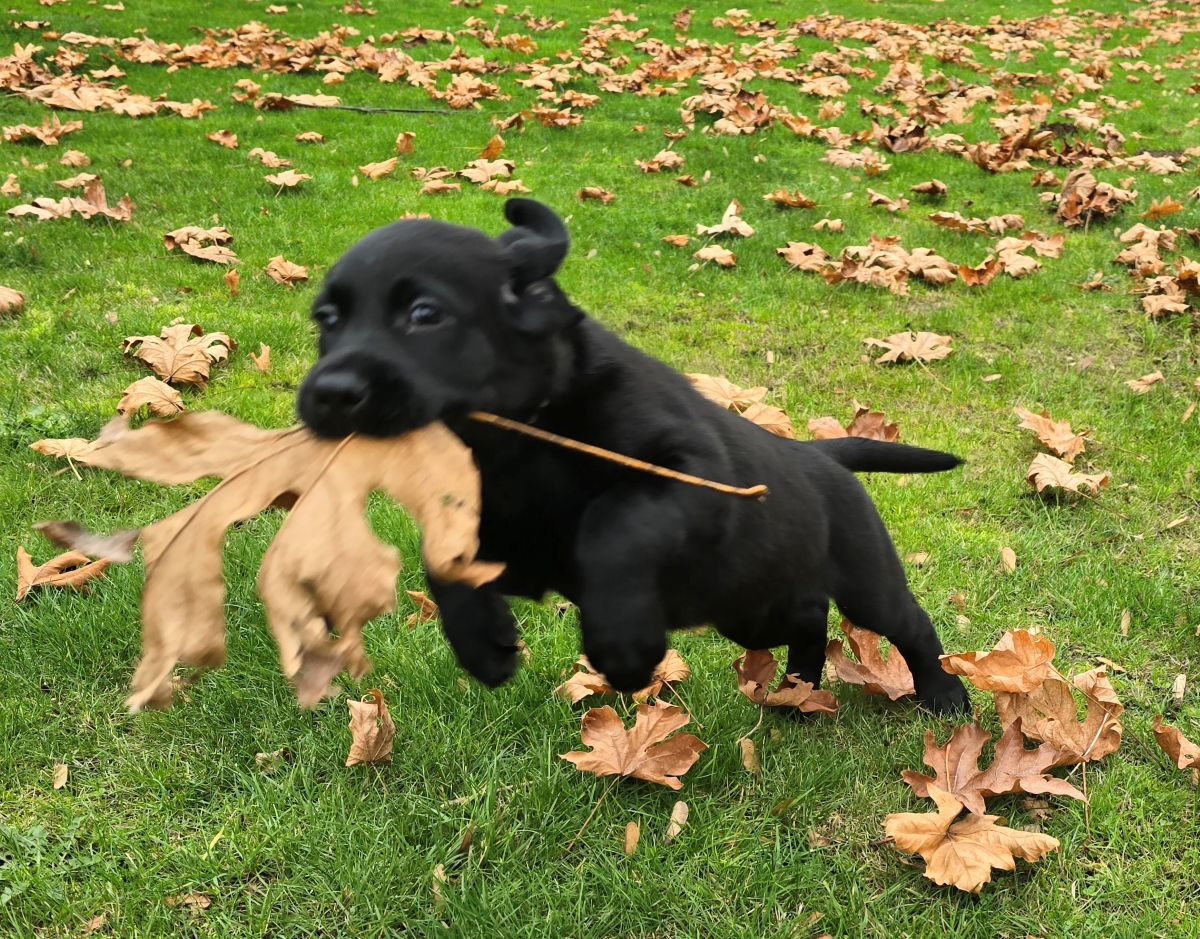 Reign & Maverick #69 Derby-white collare 8 wks 2.jpg