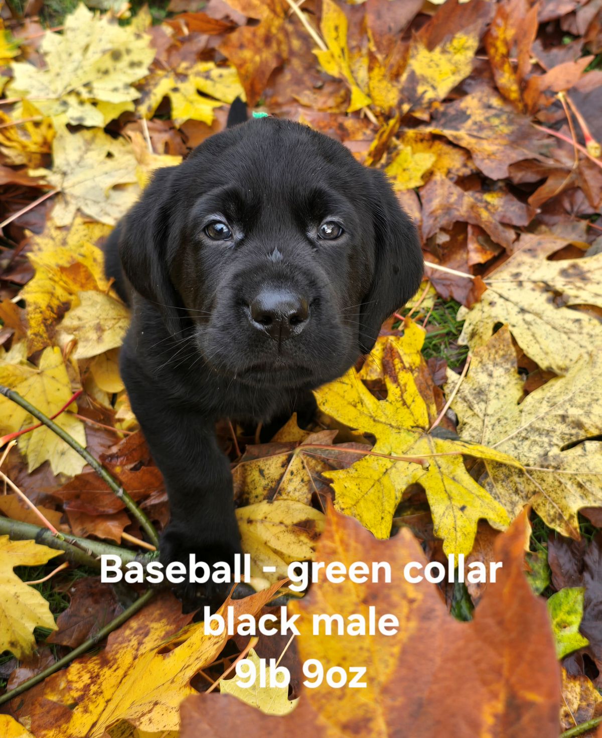 Reign & Maverick #69 green  6wks.jpg