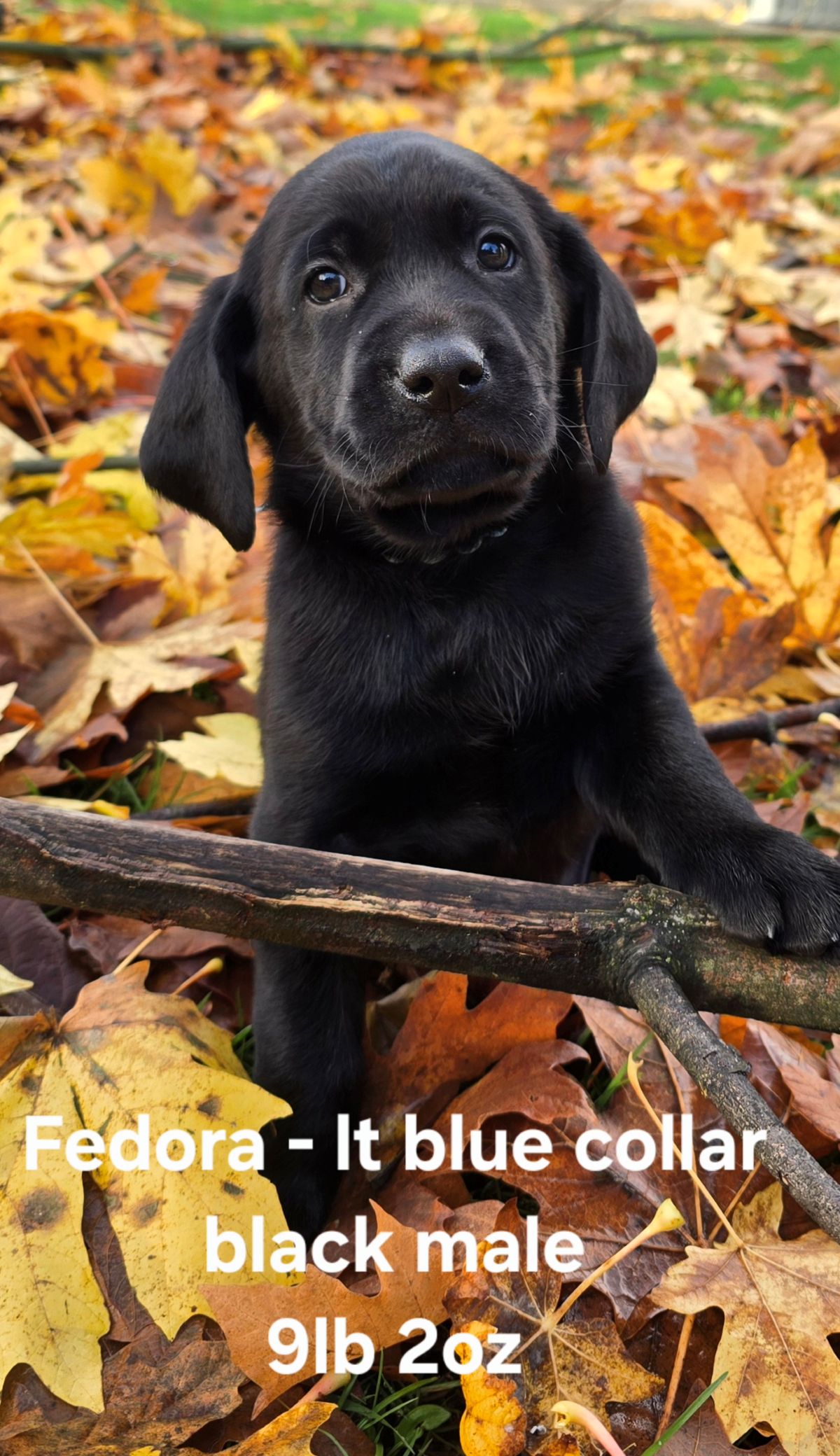 Reign & Maverick #69  lt blue  6wks.jpg