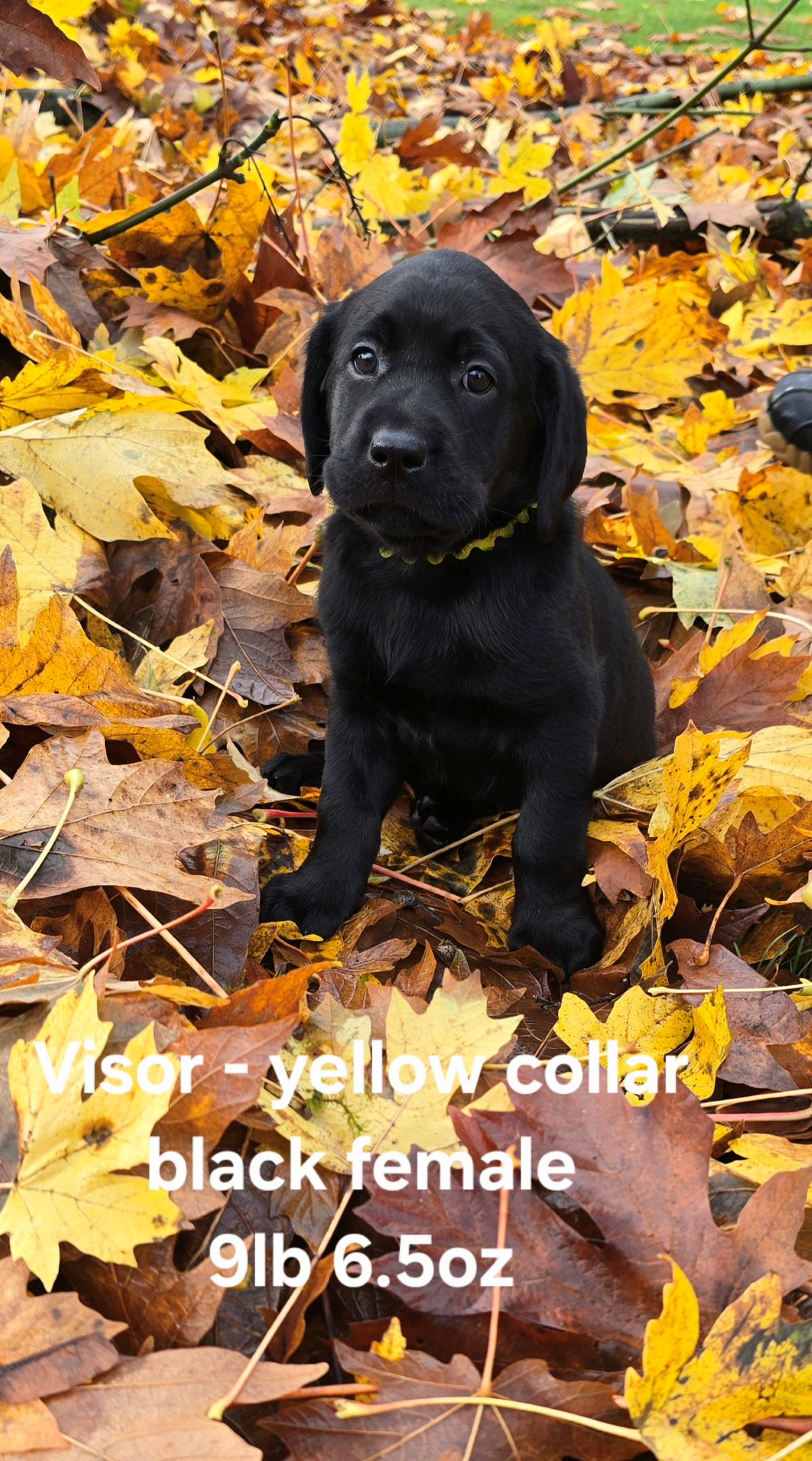 Reign & Maverick #69  yellow  6wks.jpg