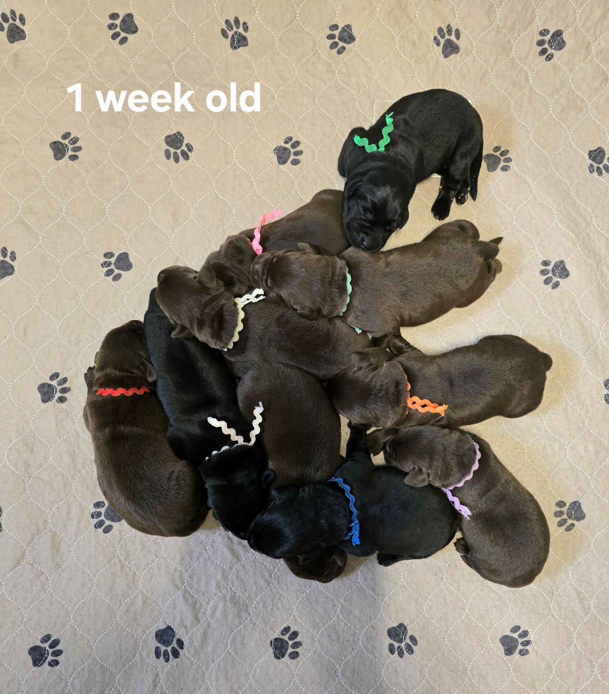 Emmy & Finn #70 1week.jpg