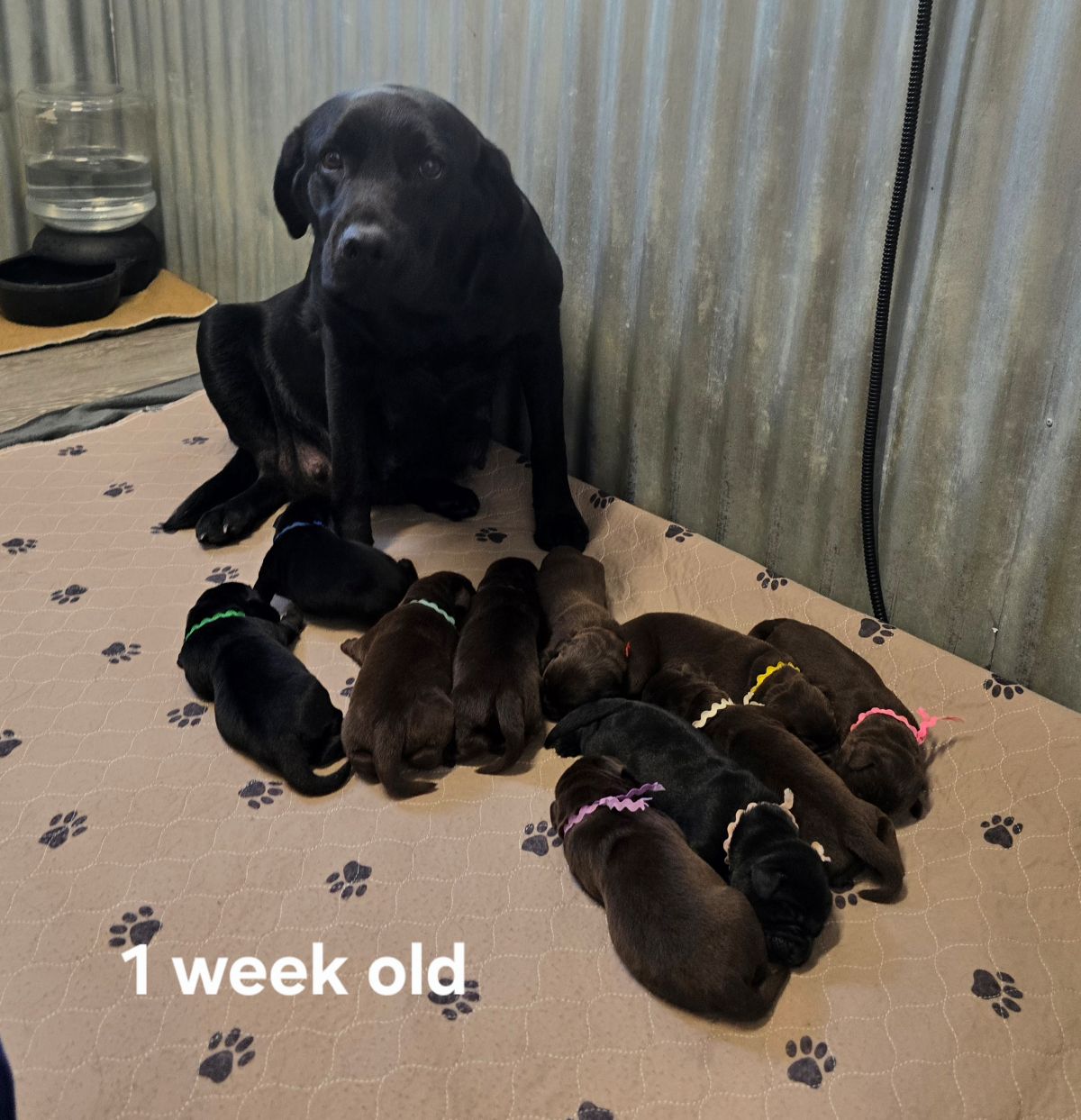 Emmy & Finn #70 1wk.jpg