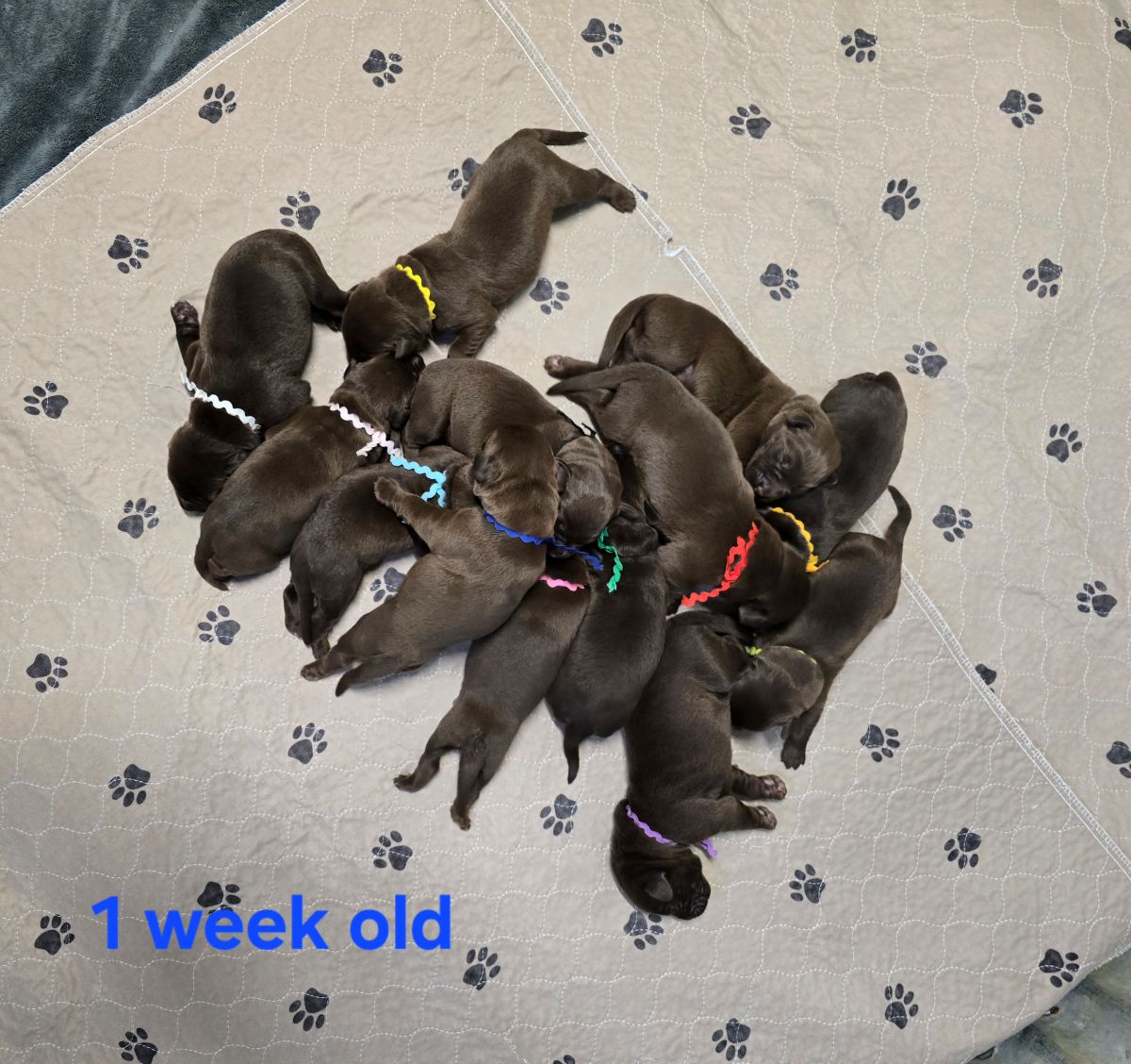 Myka & Cognac #71 1 week.jpg