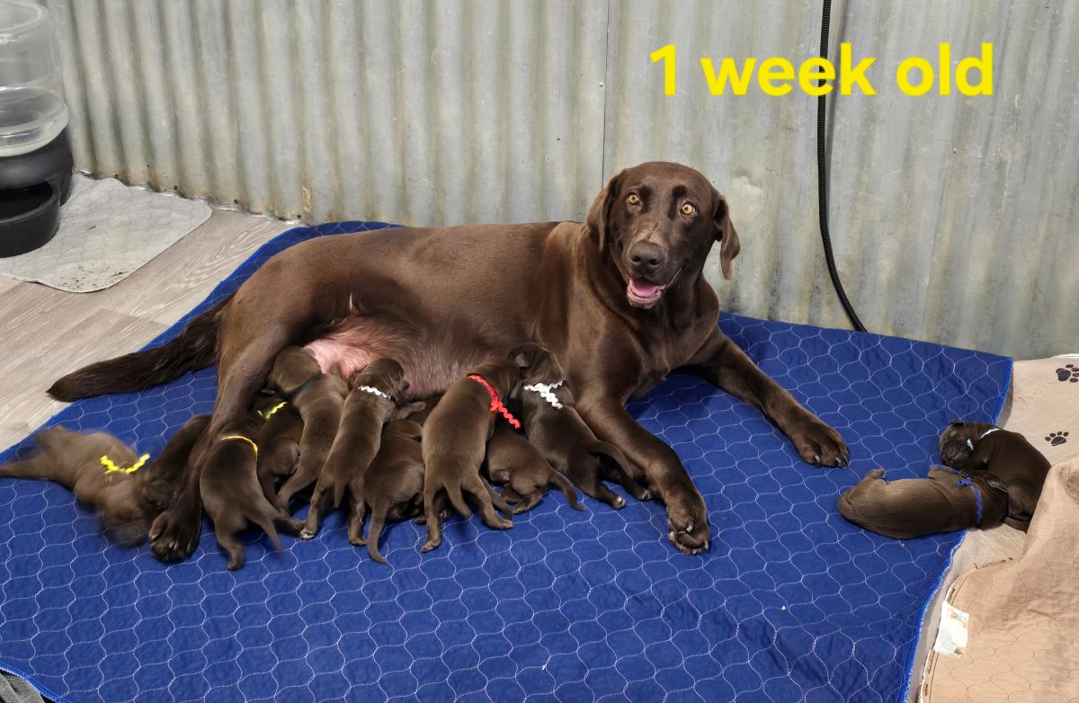 Myka & Cognac #71 1 wk.jpg