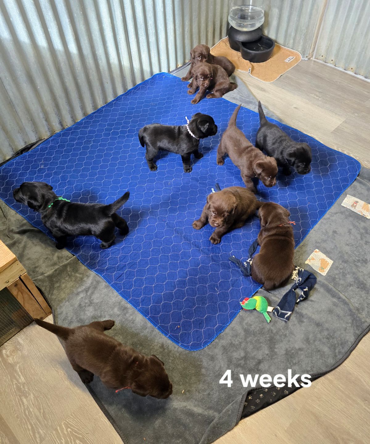 Emmy & Finn #70 4wks group.jpg