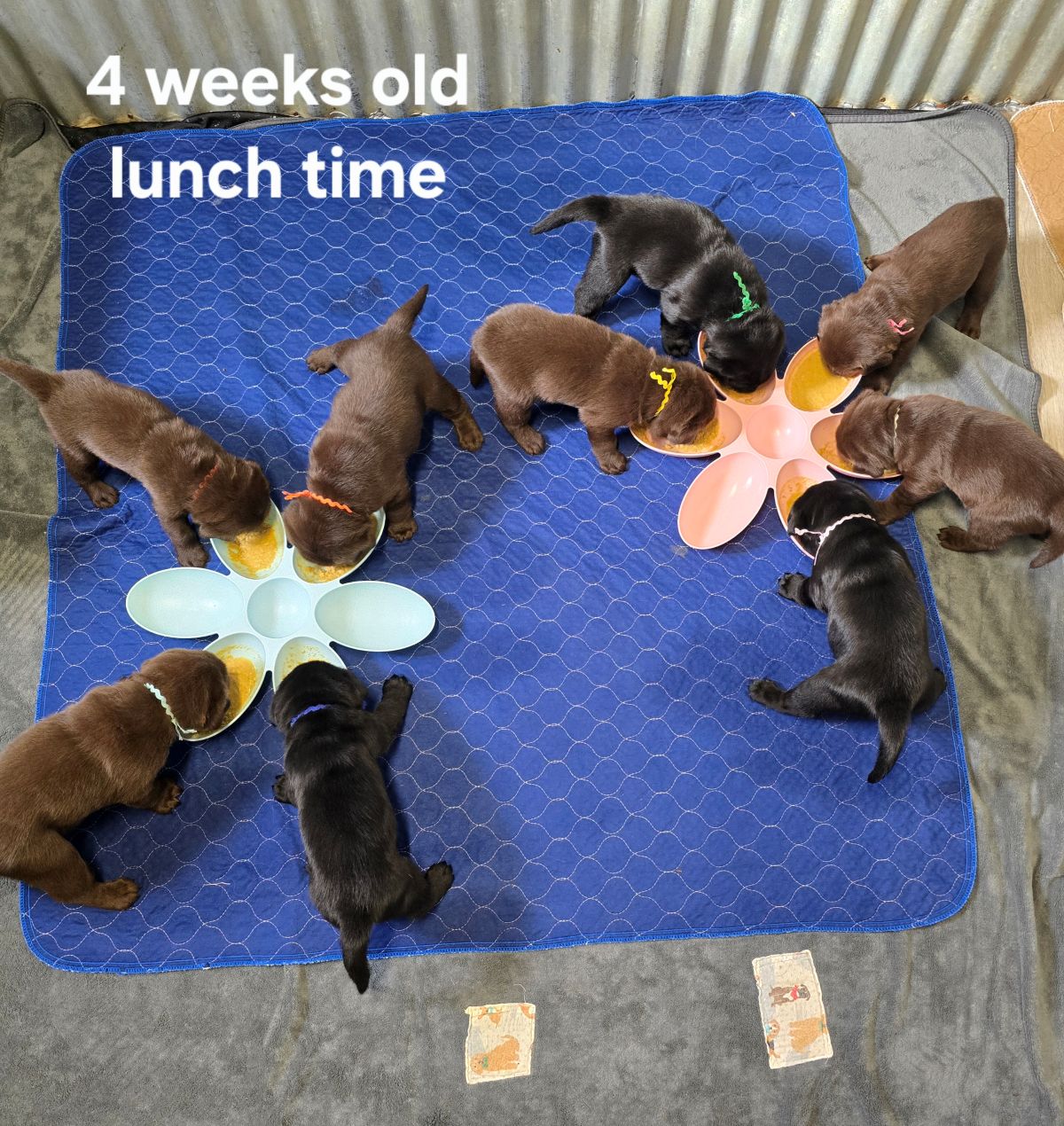 Emmy & Finn #70  4wks lunch time.jpg