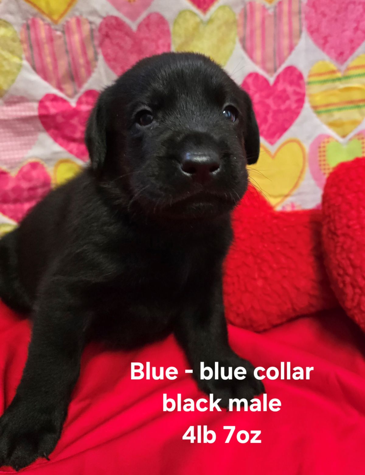 Emmy & Finn #70 blue  4wks.jpg