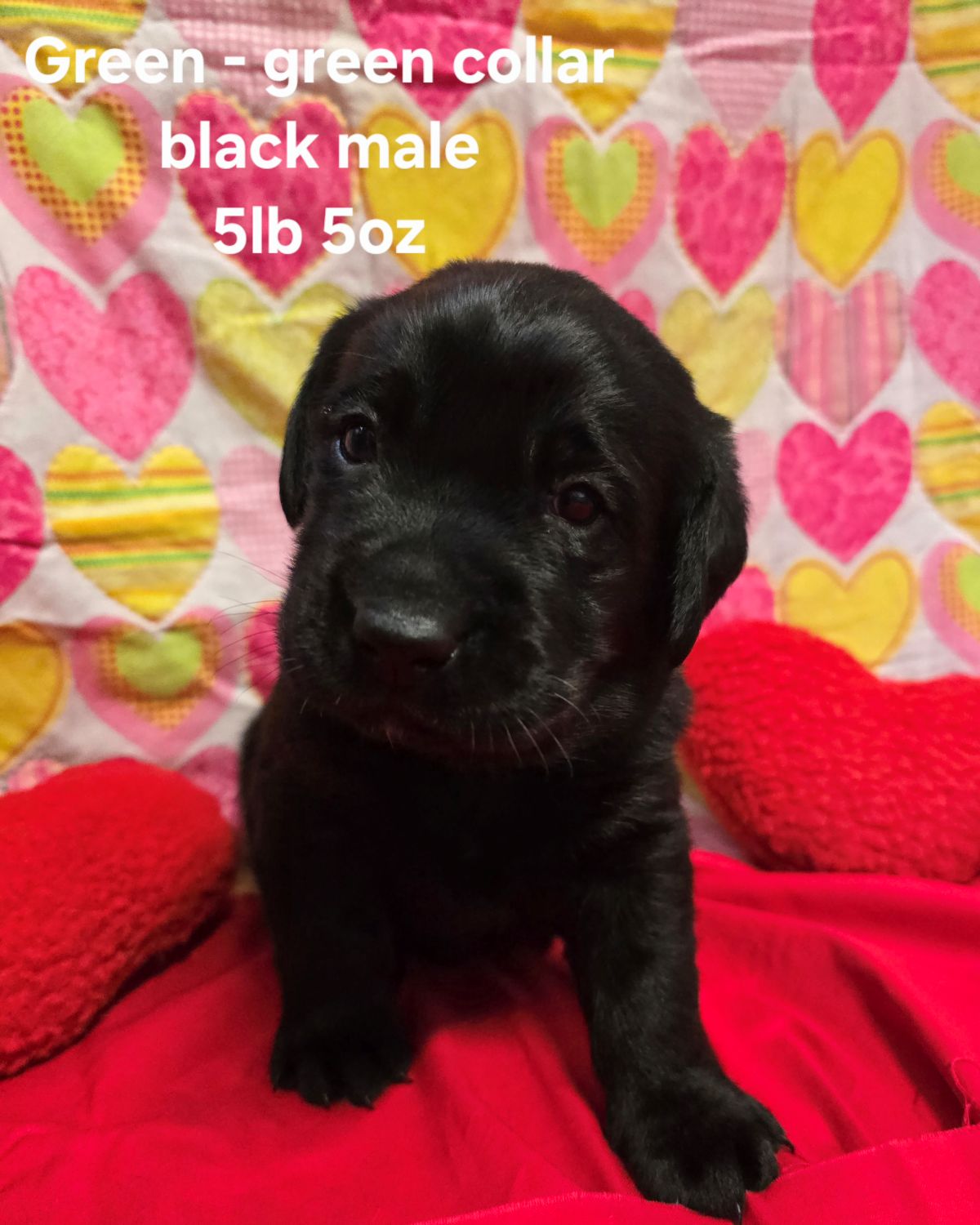 Emmy & Finn #70 green  4wks.jpg