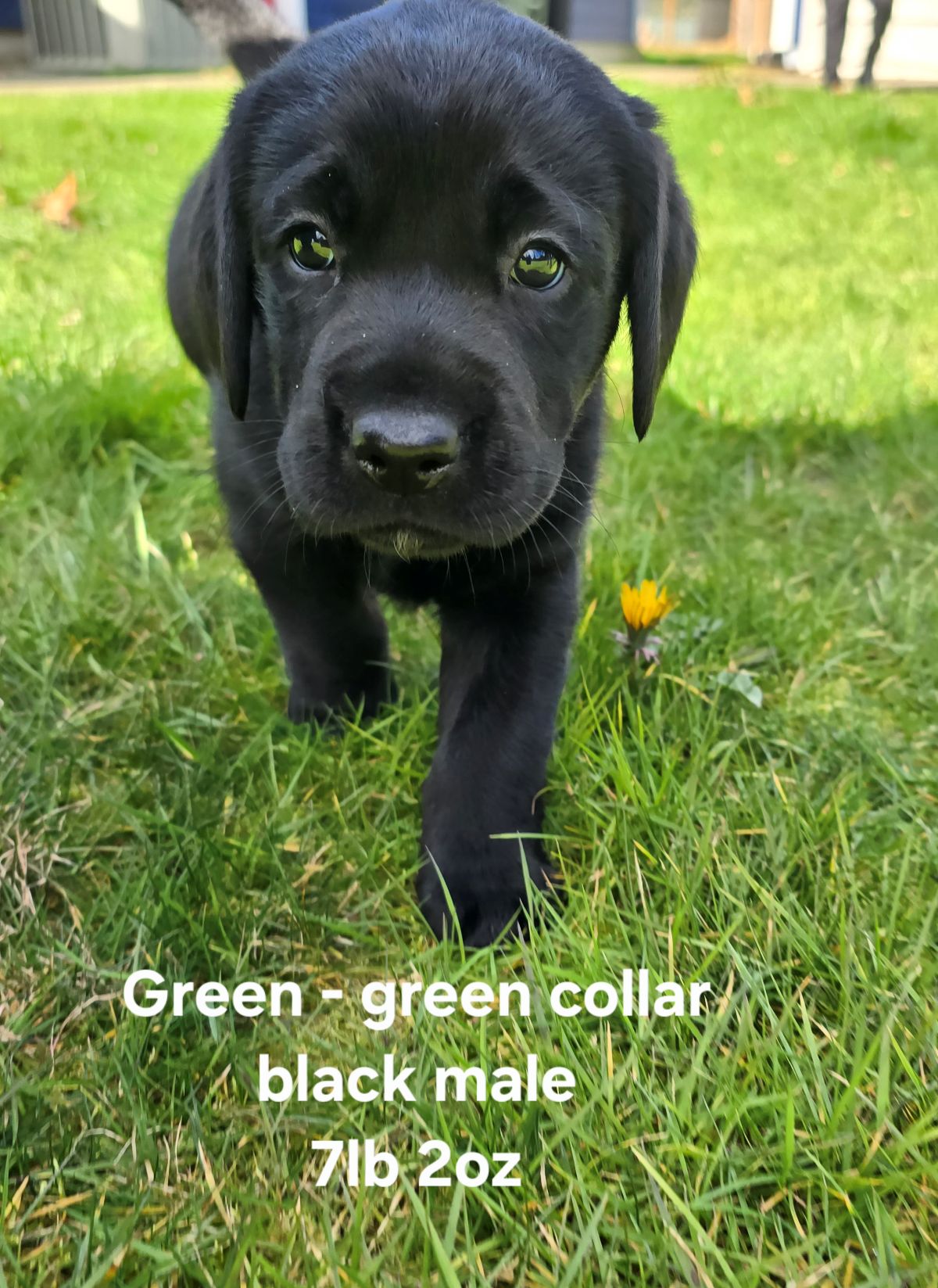 Emmy & Finn #70  green  6wks.jpg