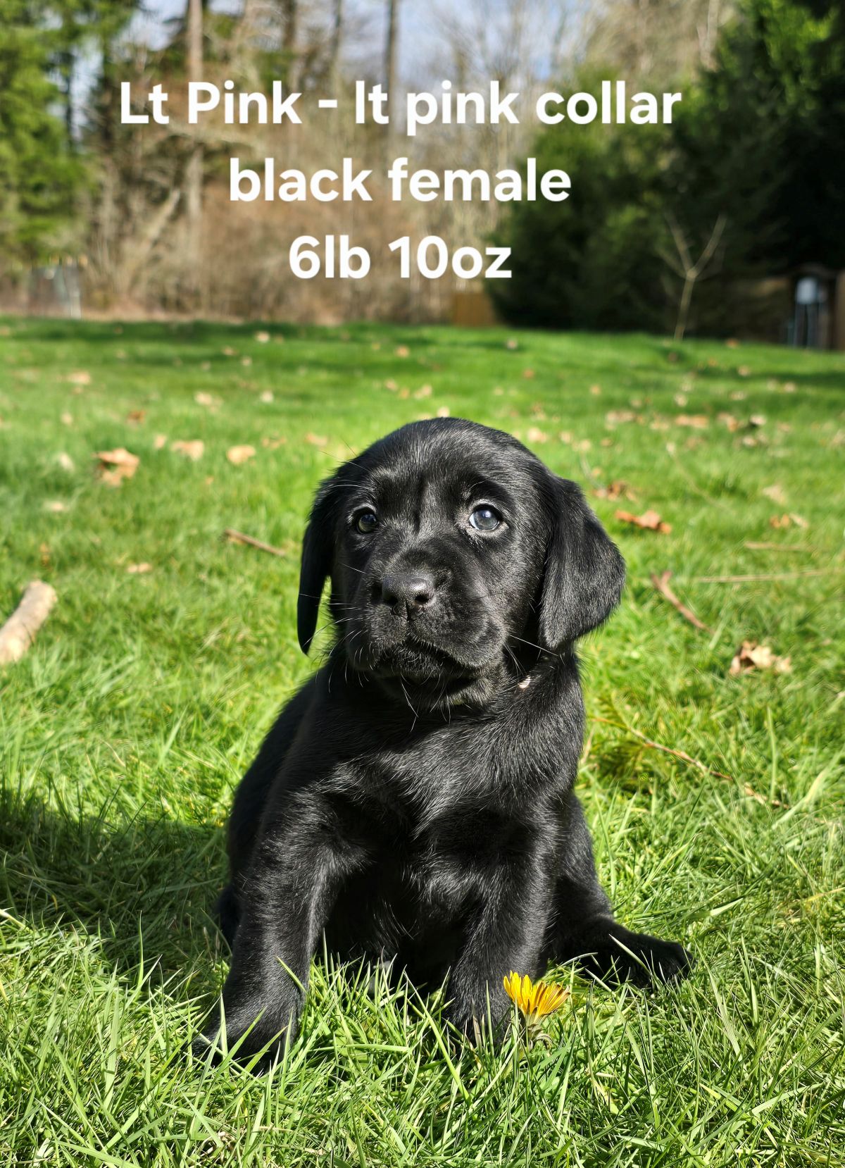 Emmy & Finn #70 lt ping  6wks.jpg