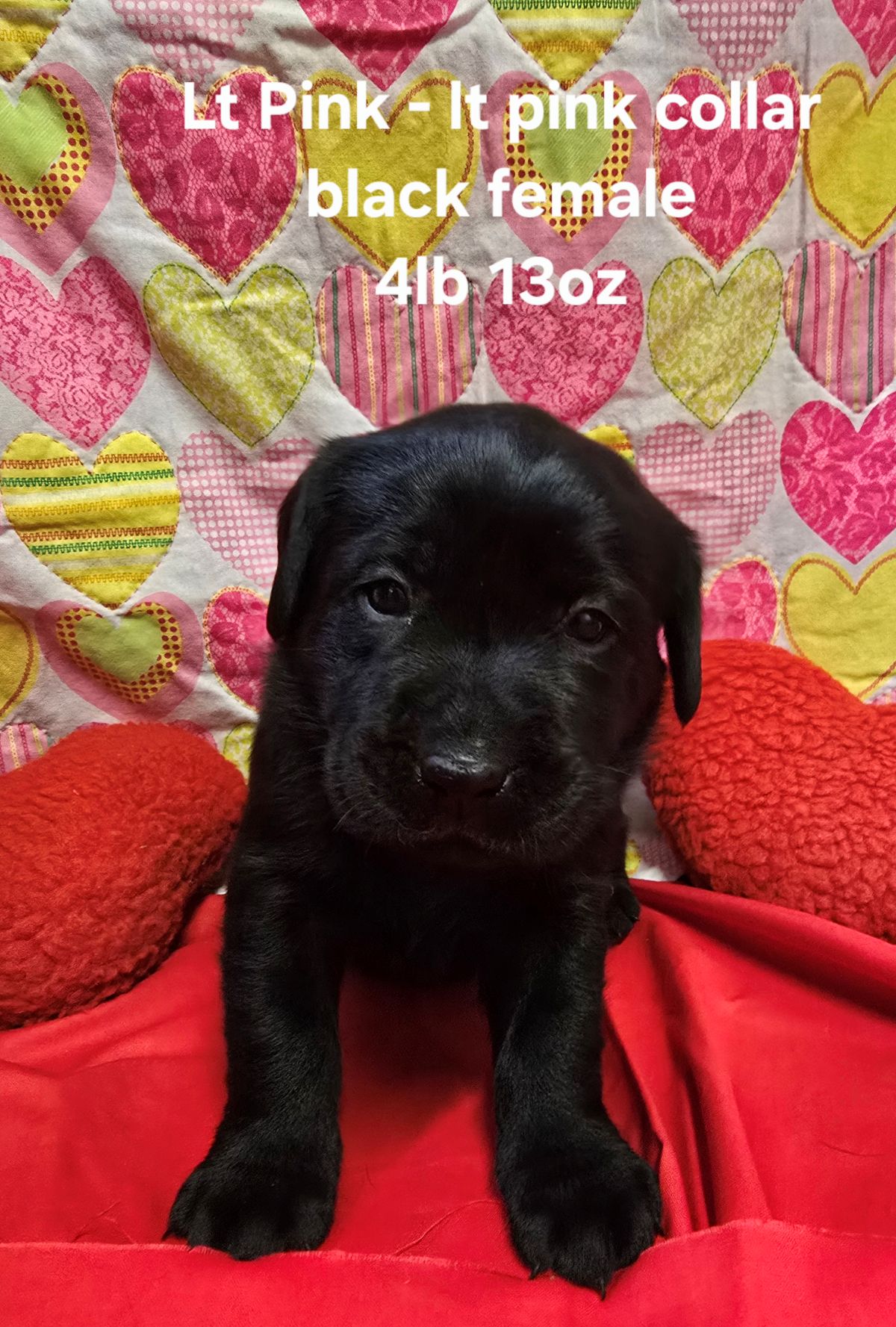 Emmy & Finn #70  lt pink  4wks.jpg