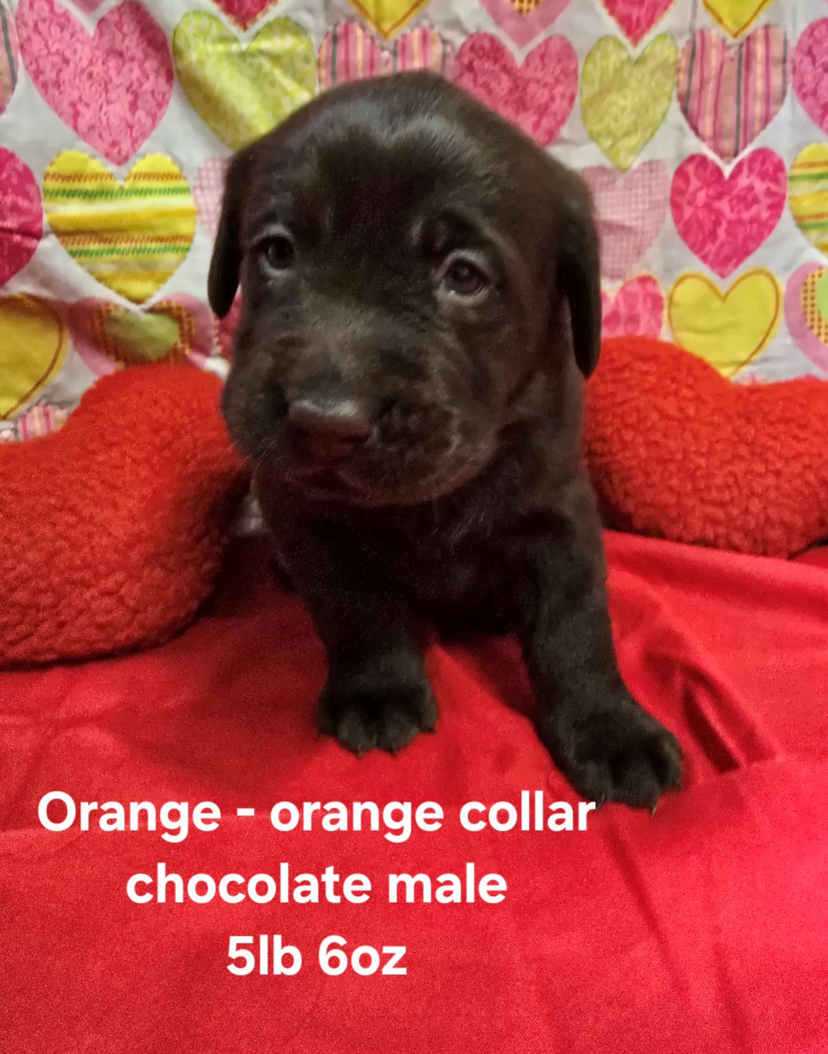 Emmy & Finn #70 orange 4wks.jpg