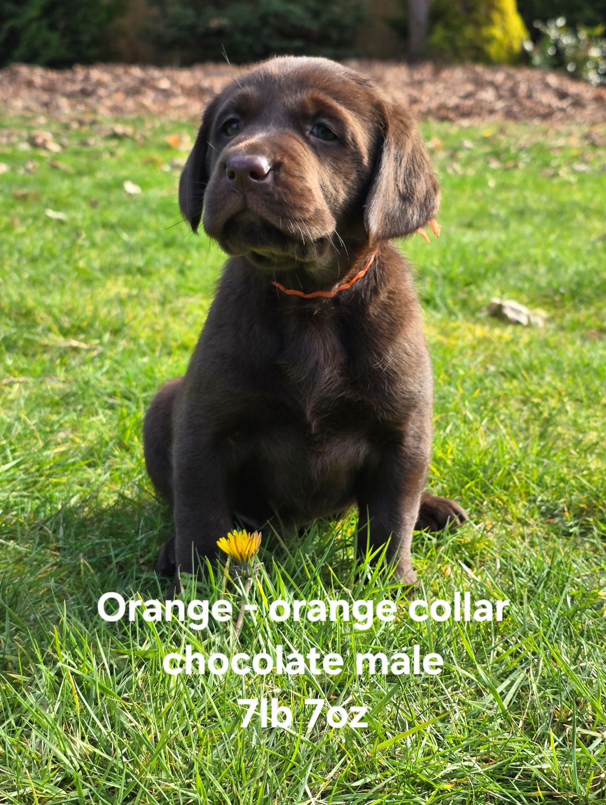 Emmy & Finn #70  orange 6wks.jpg