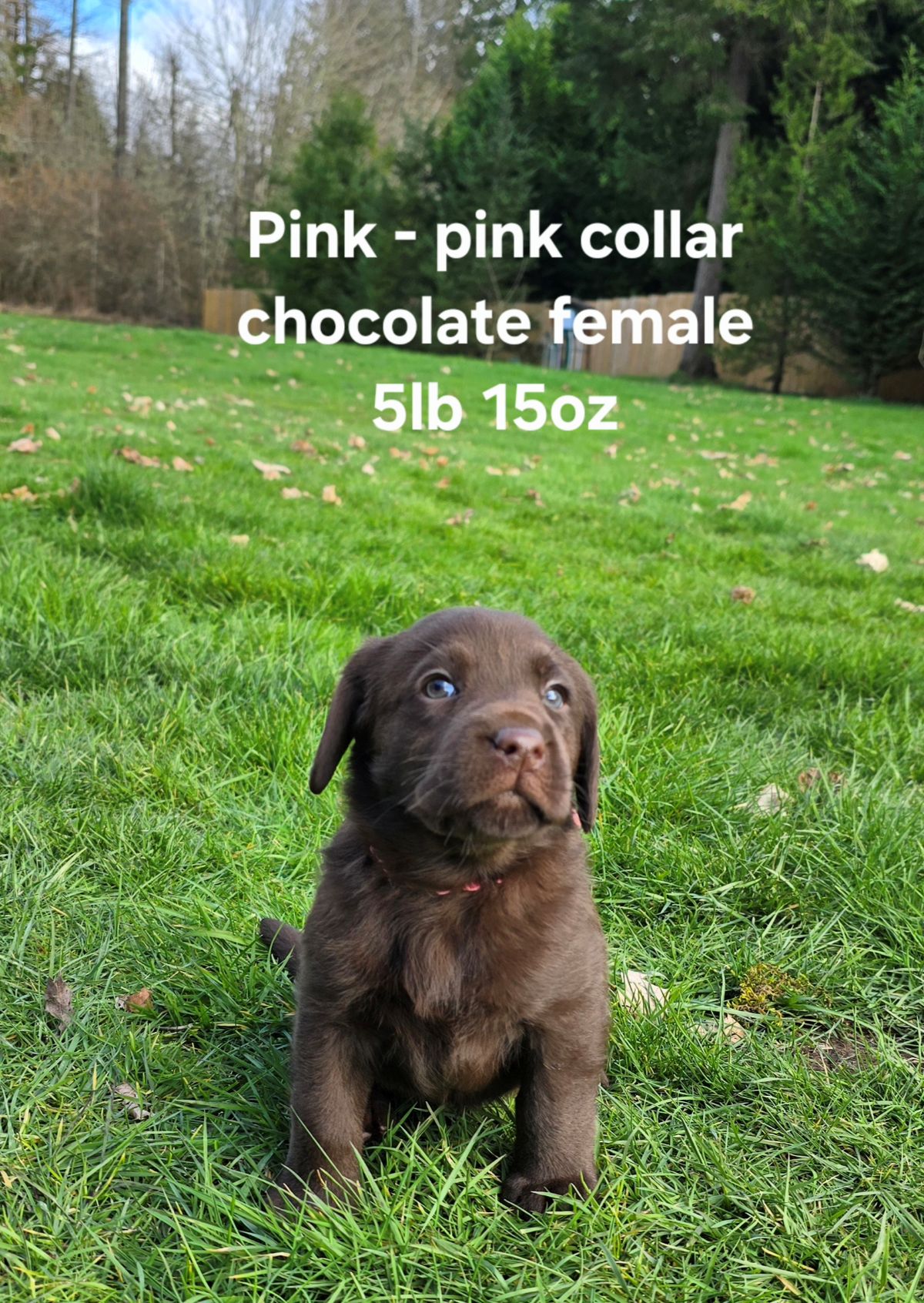 Emmy & Finn #70  pink  6wks.jpg